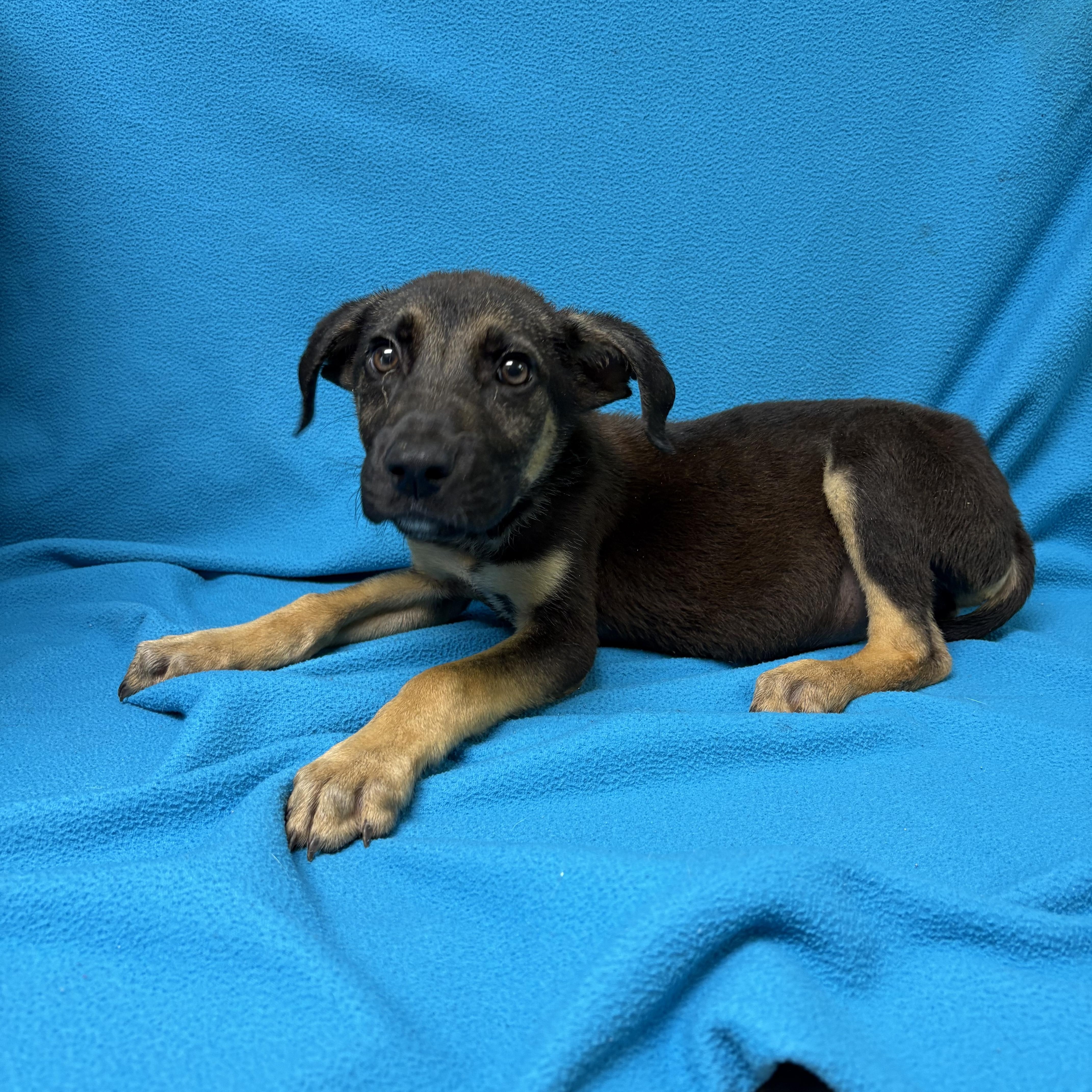 Bernito, an adopted mixed breed in Valdosta, GA image 5/6