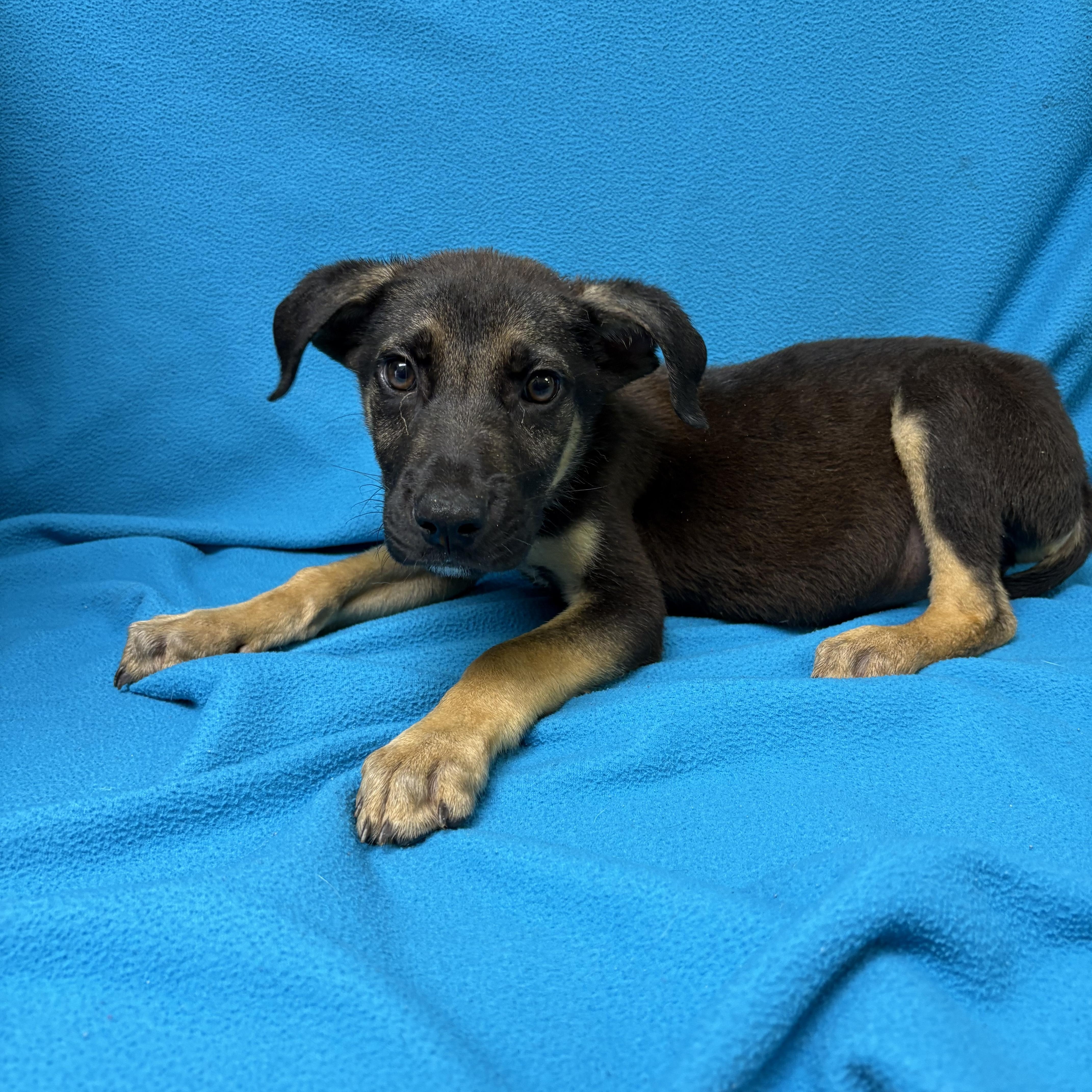Bernito, adopted, Puppy Male Shepherd.