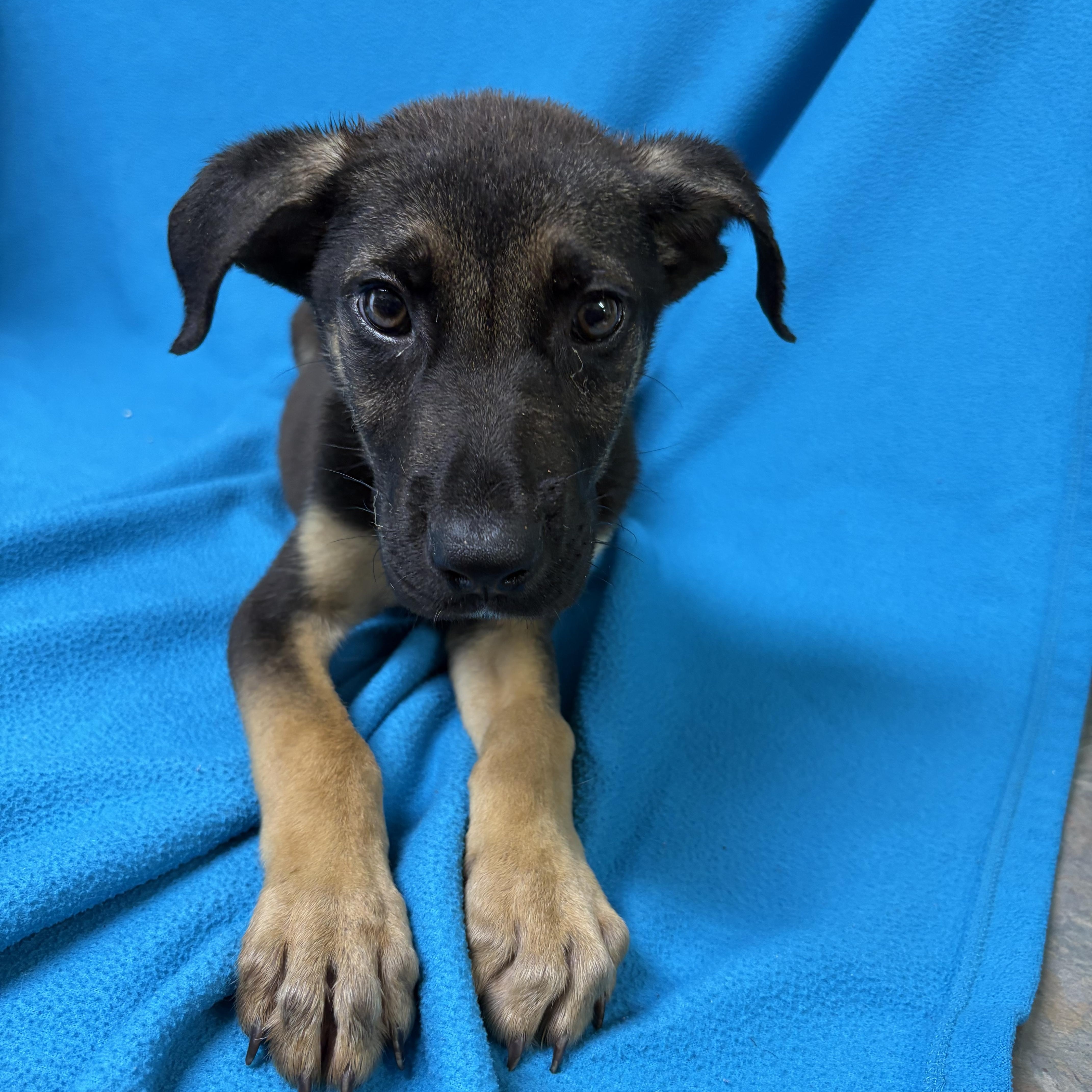 Bernito, an adopted mixed breed in Valdosta, GA image 3/6