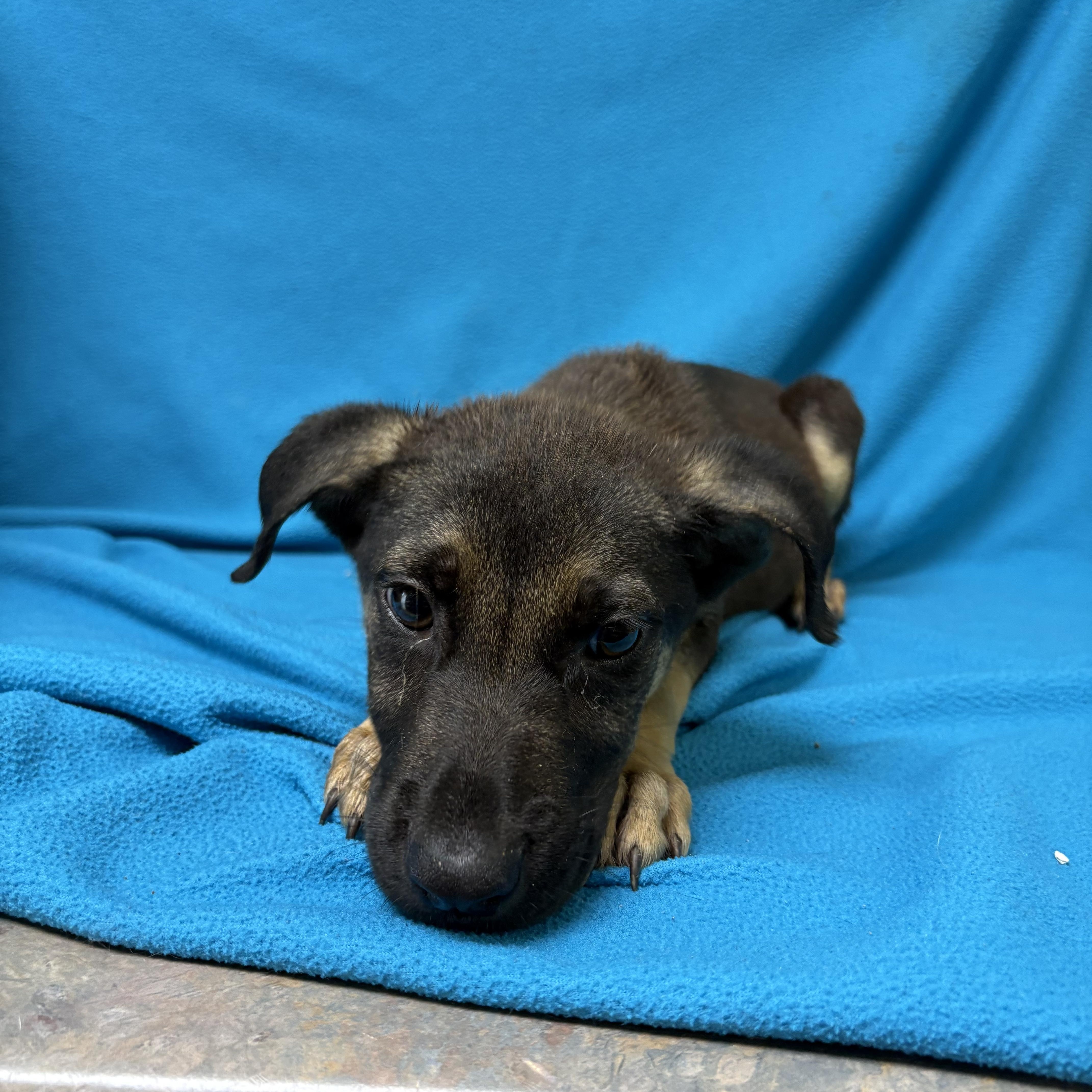 Bernito, an adopted mixed breed in Valdosta, GA image 4/6
