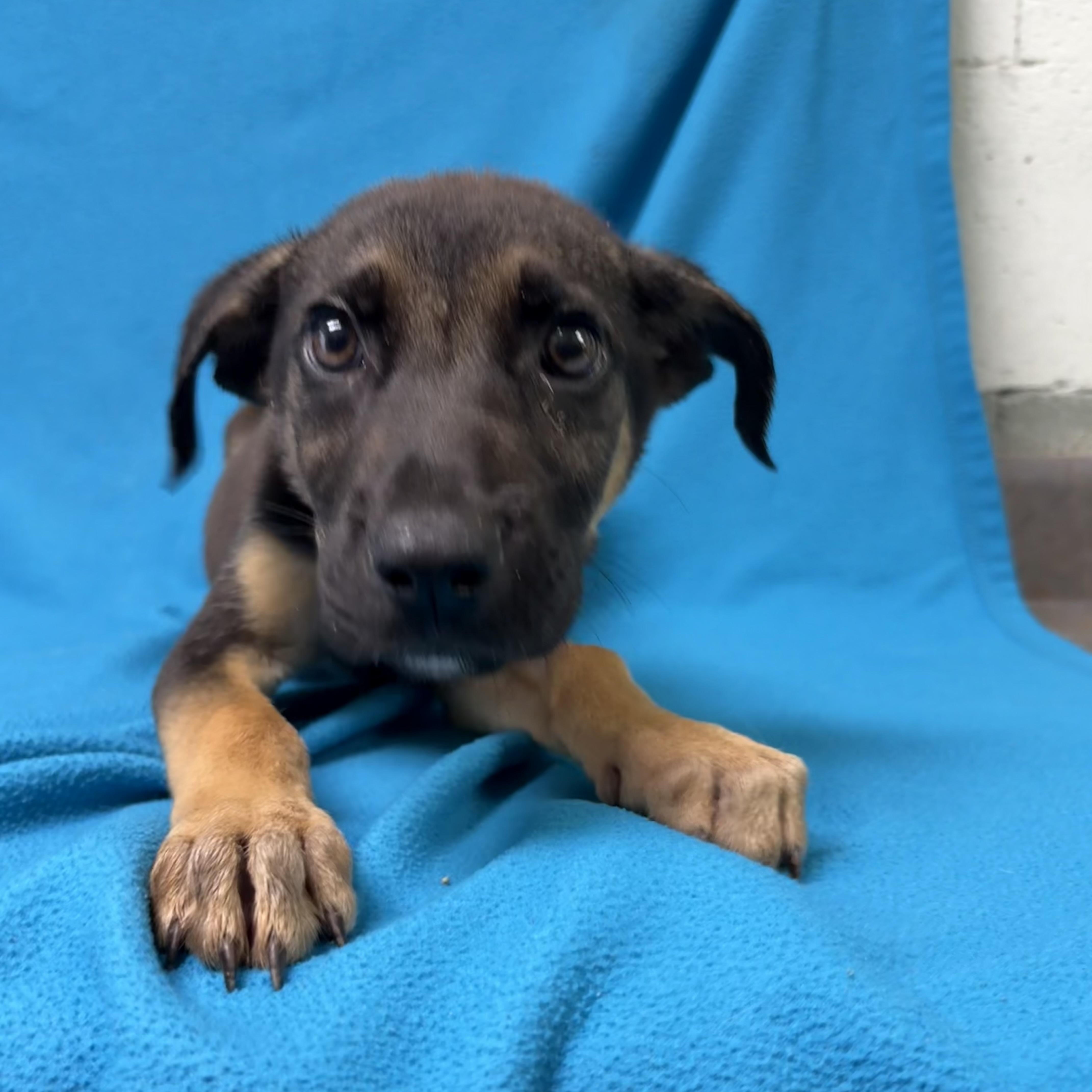 Bernito, an adopted mixed breed in Valdosta, GA image 6/6