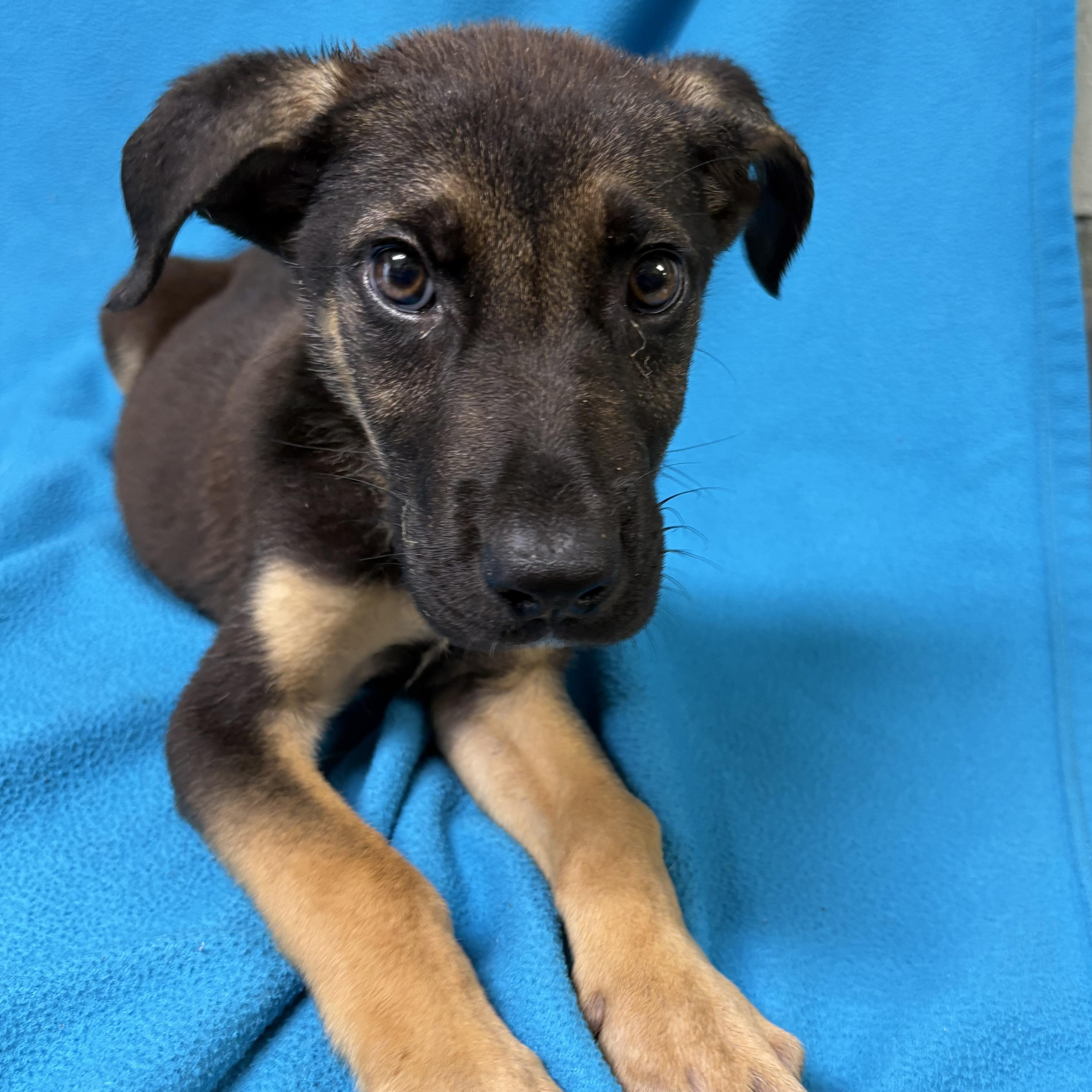 Bernito, an adopted mixed breed in Valdosta, GA image 2/6