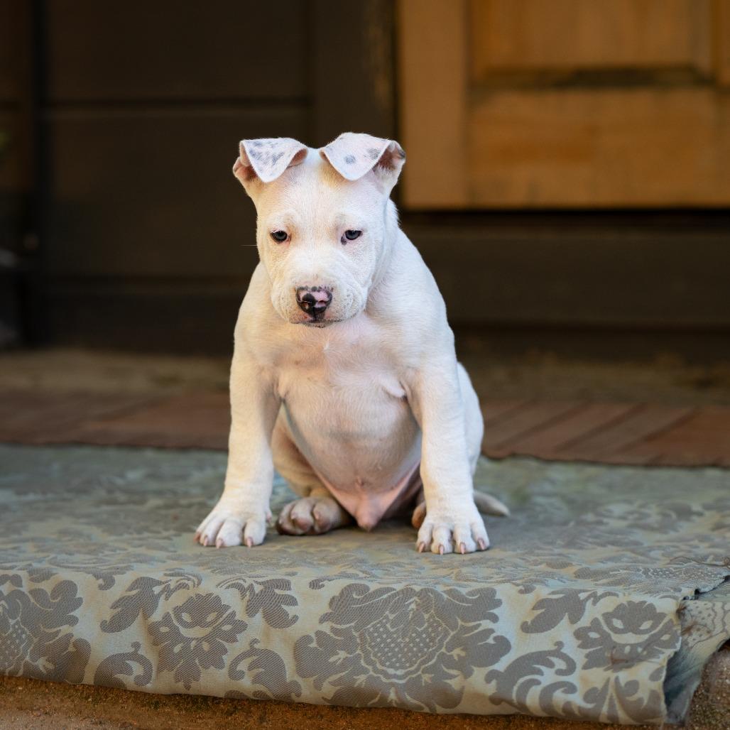 Enlarge Hilo, a Adoptable mixed breed in Sacramento, CA image 1/1