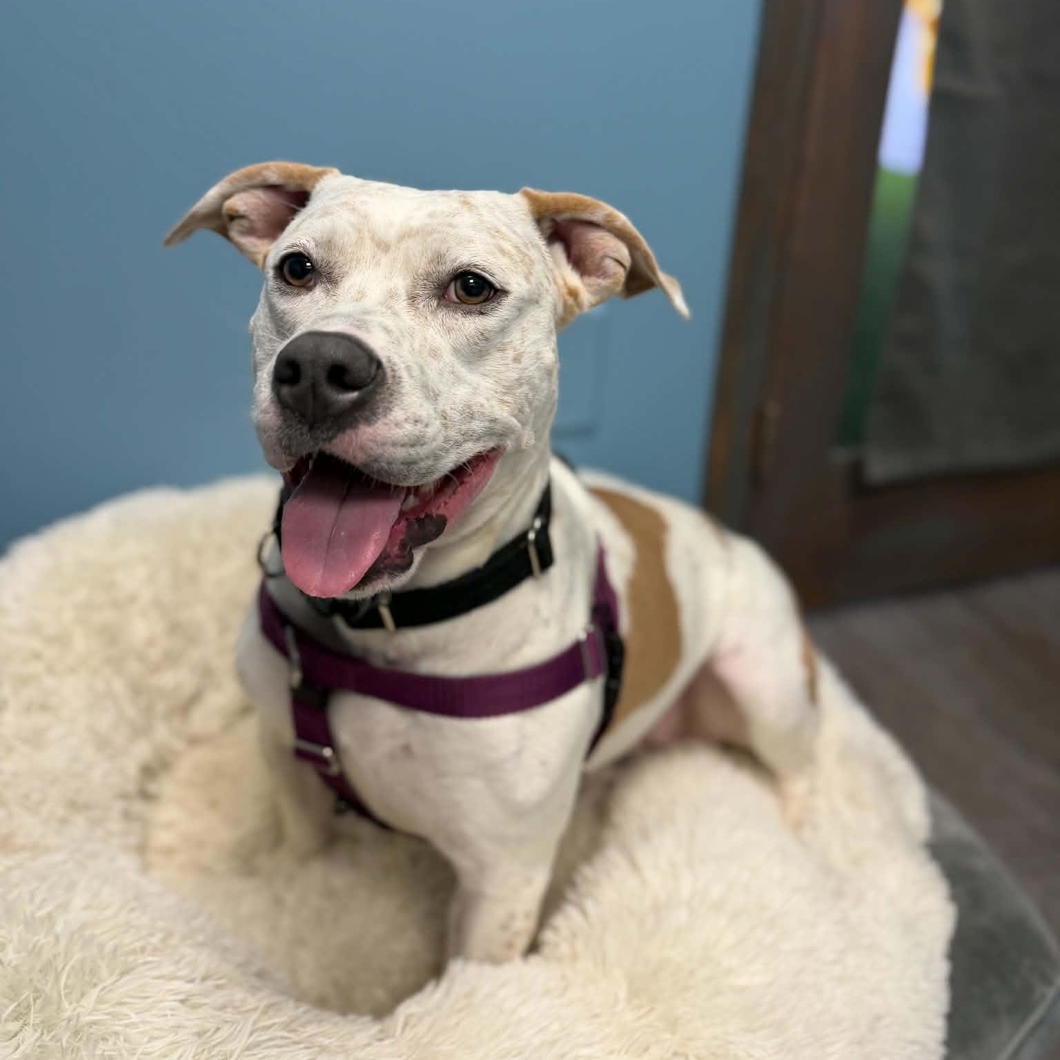 Enlarge Kali, a Adoptable mixed breed in Cumberland, RI image 5/6