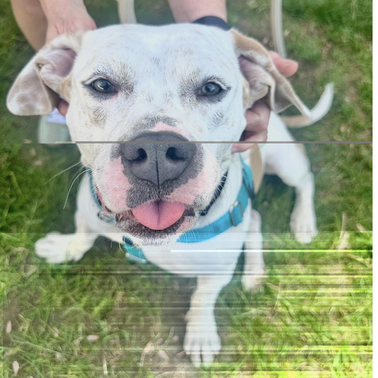 Enlarge Kali, a ADOPTABLE mixed breed in Cumberland, RI image 3/6