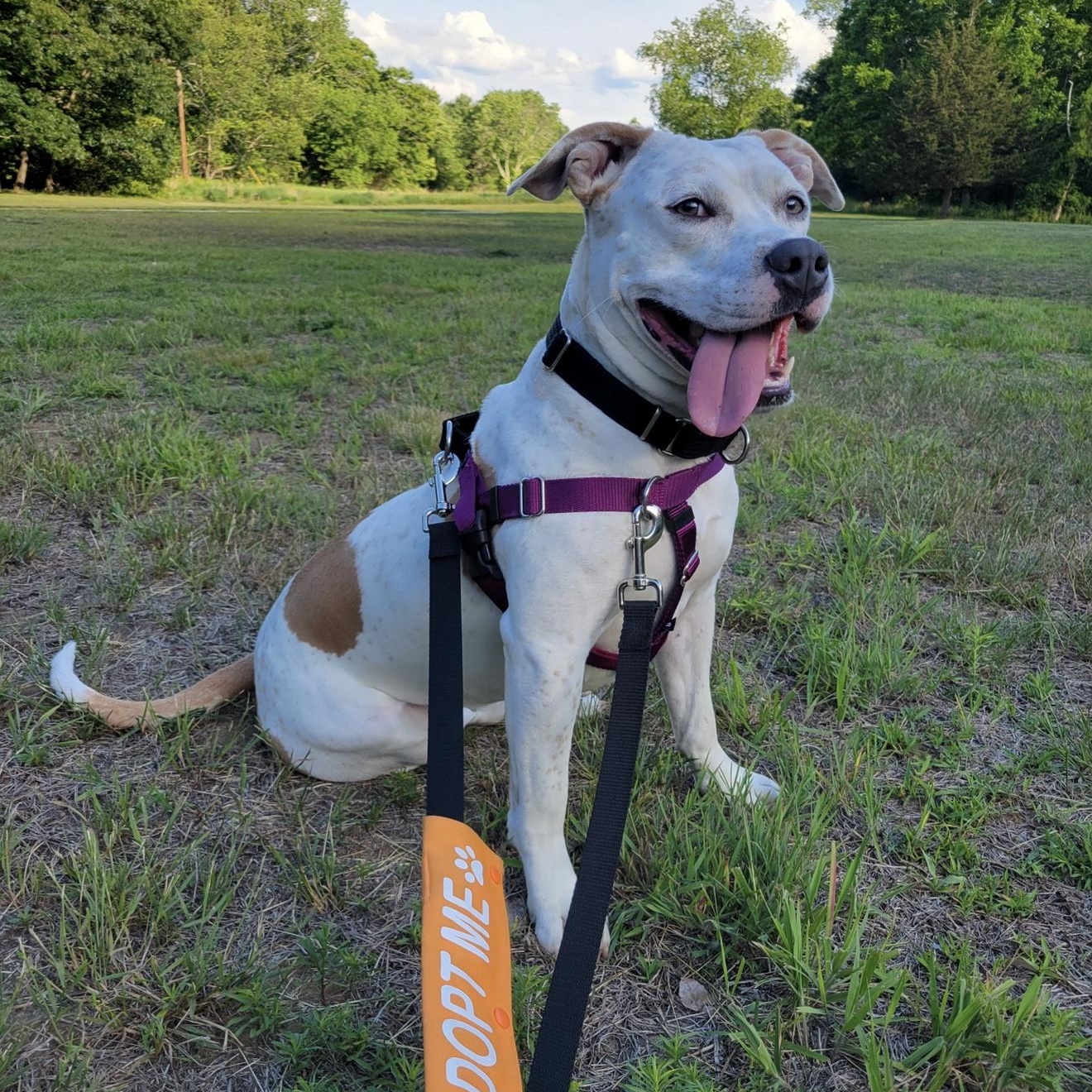 Enlarge Kali, a ADOPTABLE mixed breed in Cumberland, RI image 2/5
