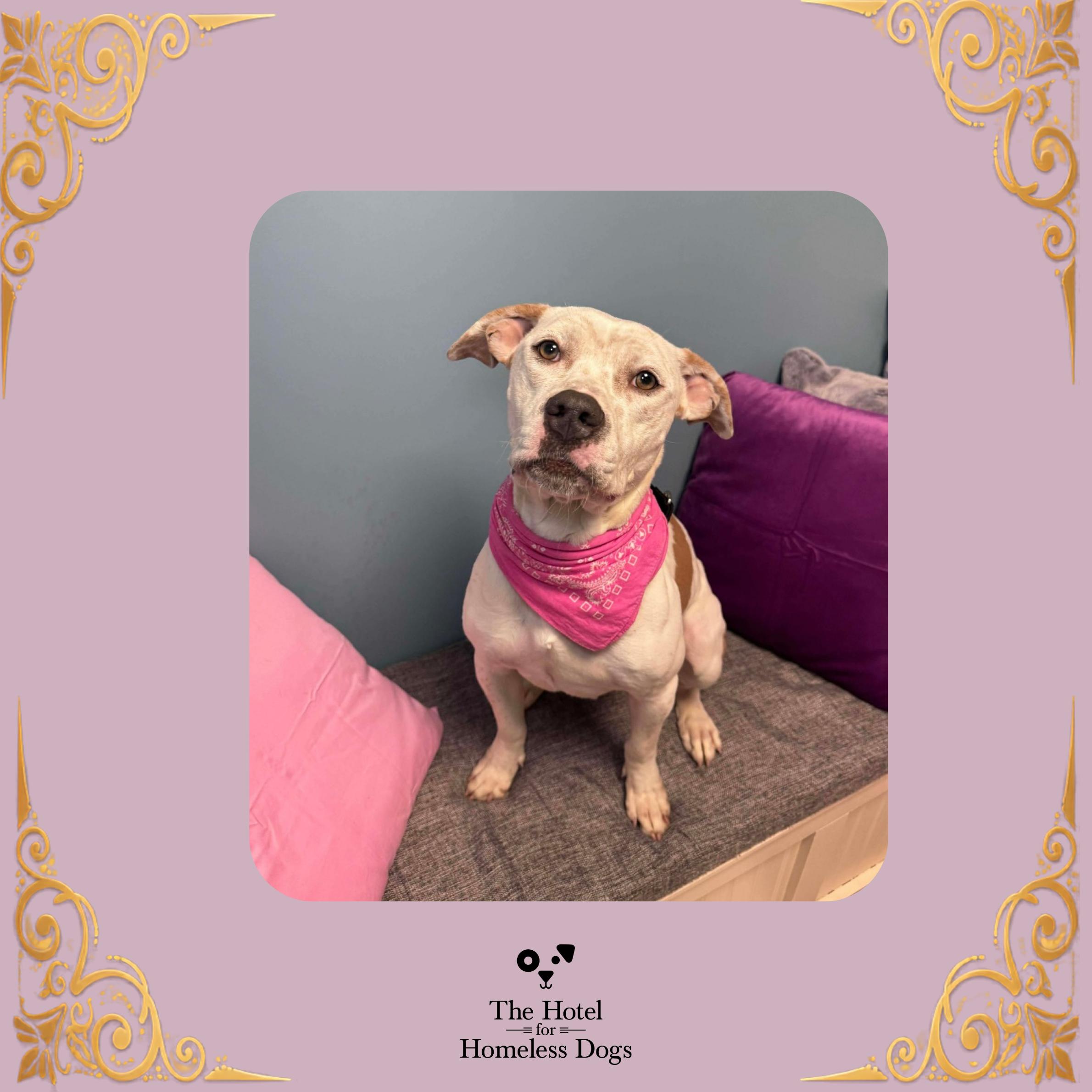 Kali, Adoptable, Adult Female Terrier & American Staffordshire Terrier.