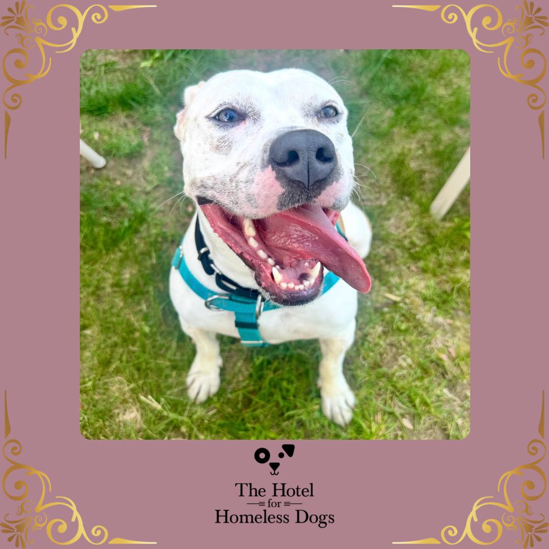Kali, ADOPTABLE, Adult Female Terrier & American Staffordshire Terrier.