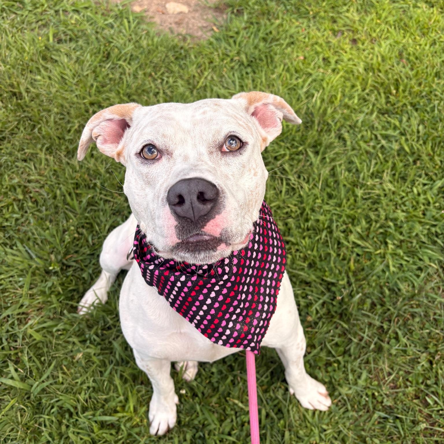 Enlarge Kali, a ADOPTABLE mixed breed in Cumberland, RI image 4/6