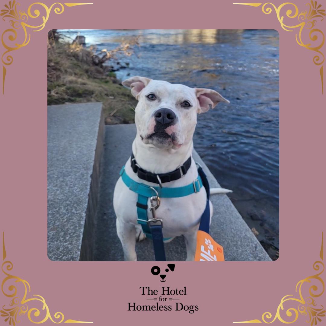 Kali, ADOPTABLE, Adult Female Terrier & American Staffordshire Terrier.