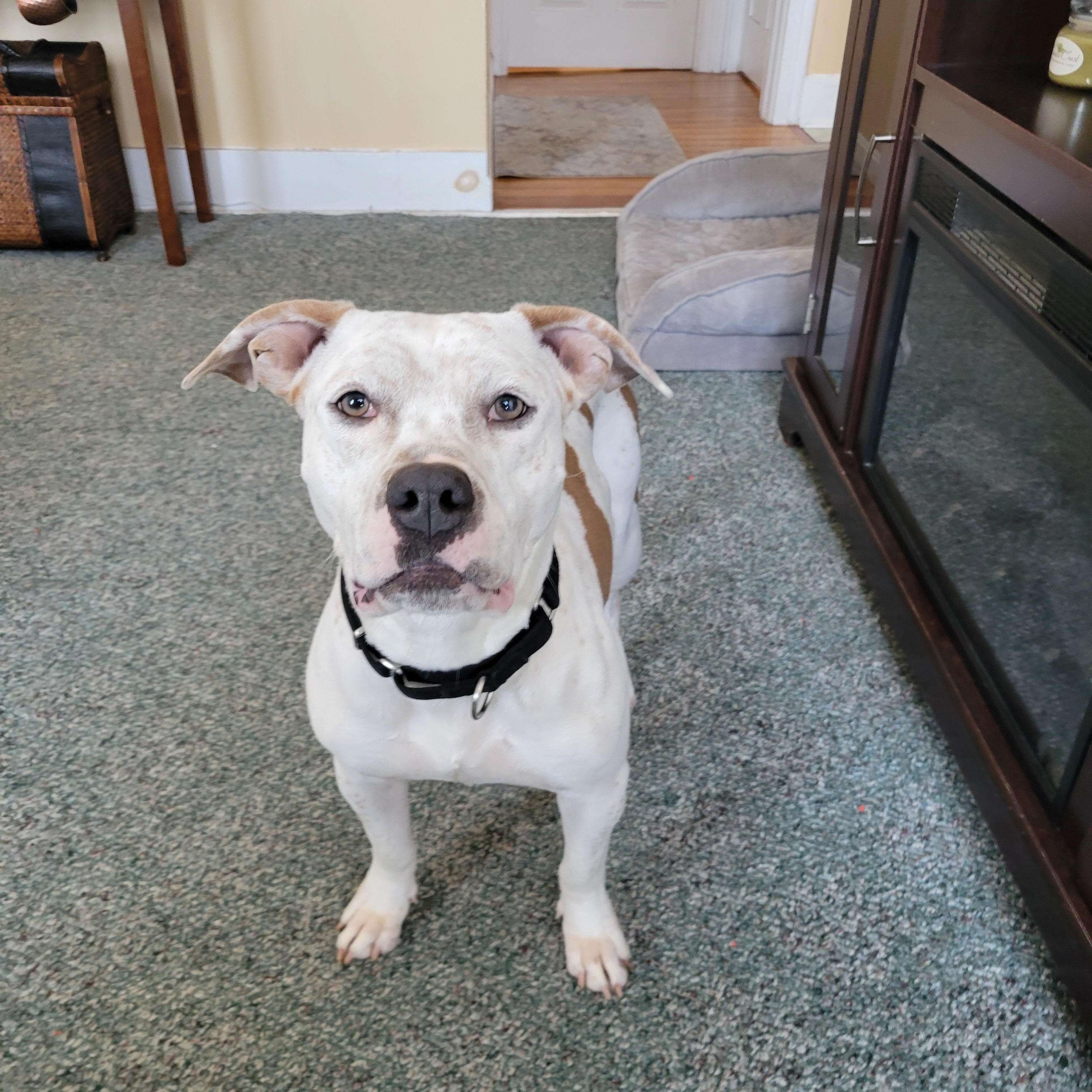 Enlarge Kali, a ADOPTABLE mixed breed in Cumberland, RI image 5/6
