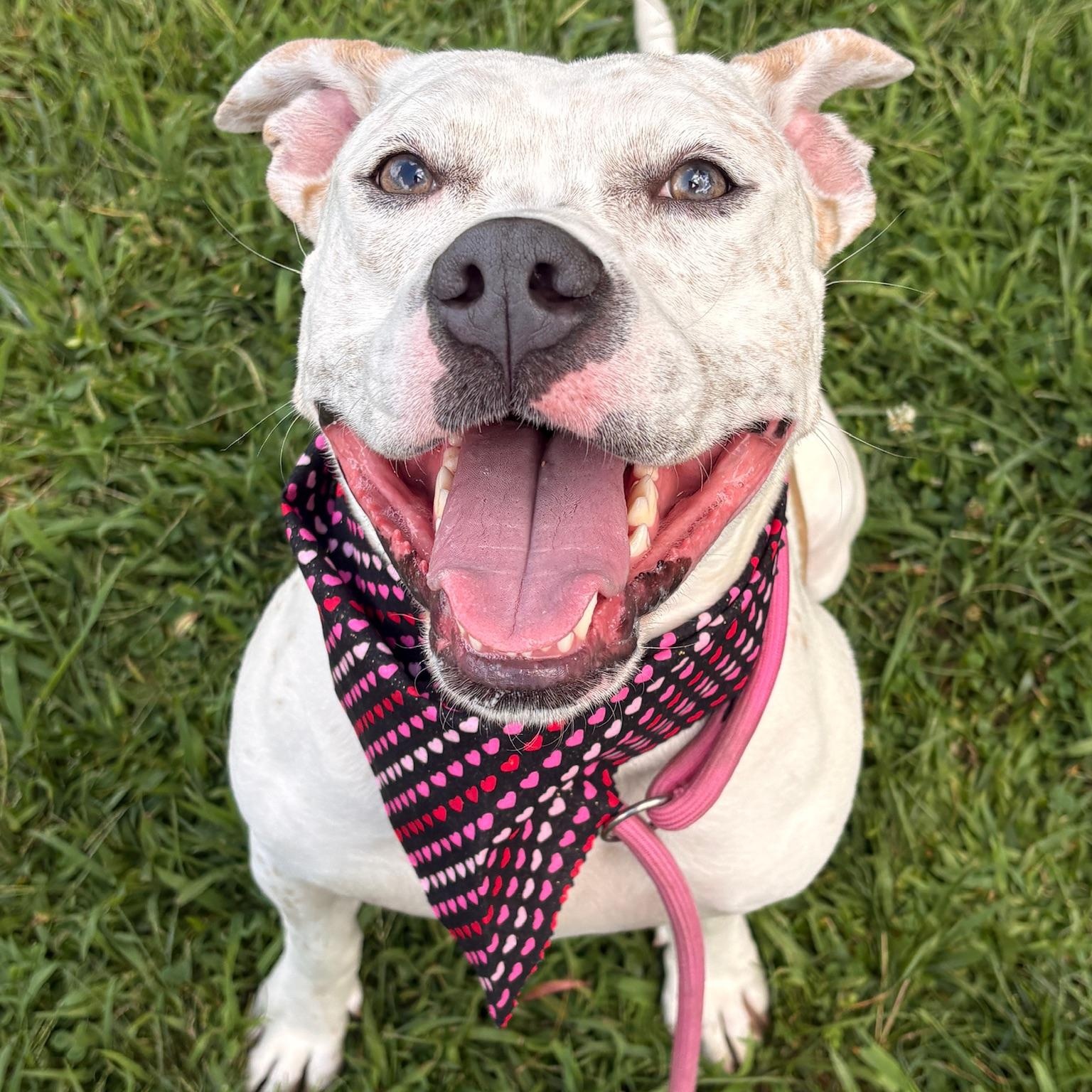 Enlarge Kali, a ADOPTABLE mixed breed in Cumberland, RI image 5/6