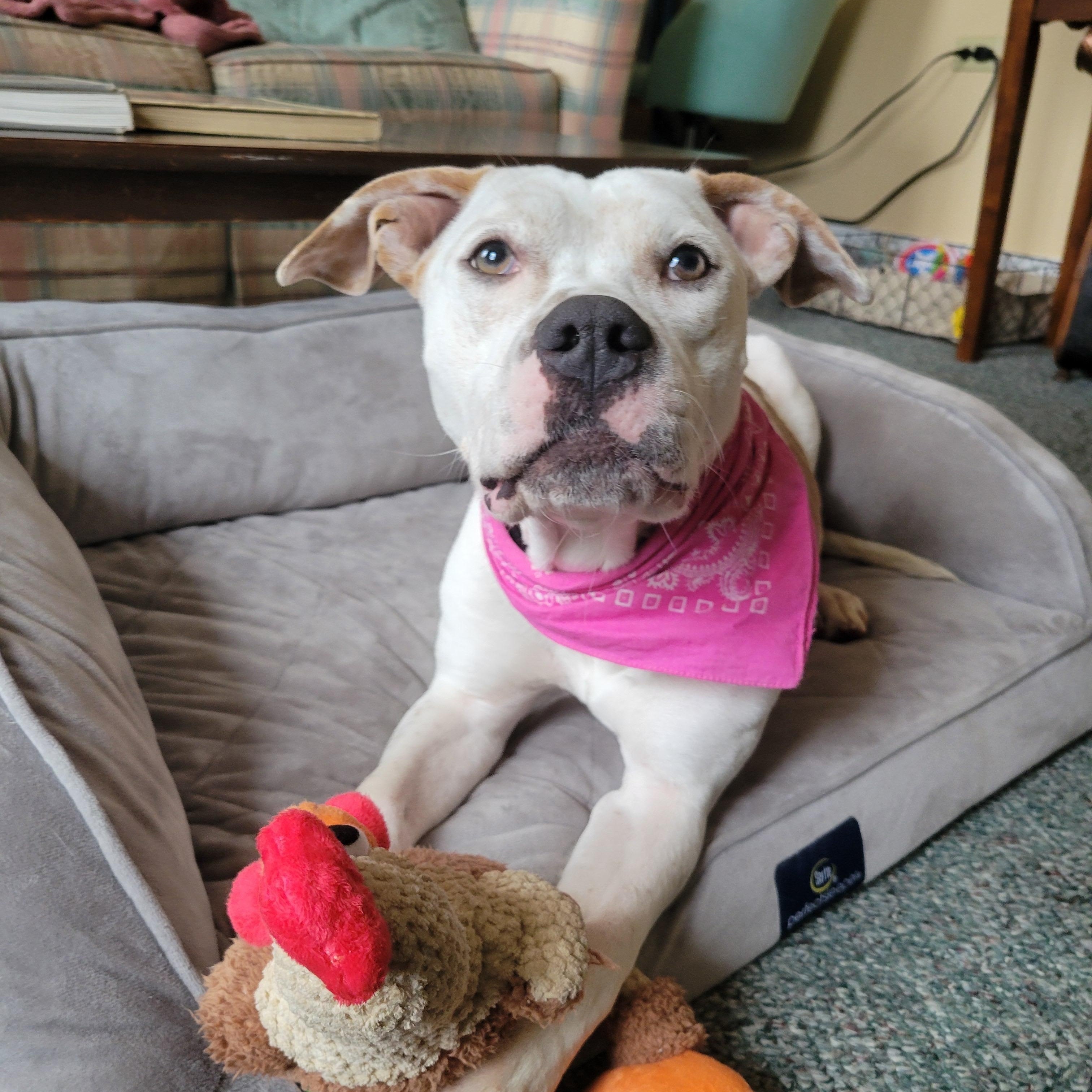 Enlarge Kali, a ADOPTABLE mixed breed in Cumberland, RI image 6/6
