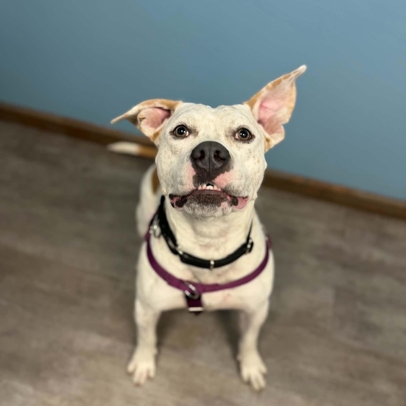Enlarge Kali, a Adoptable mixed breed in Cumberland, RI image 6/6