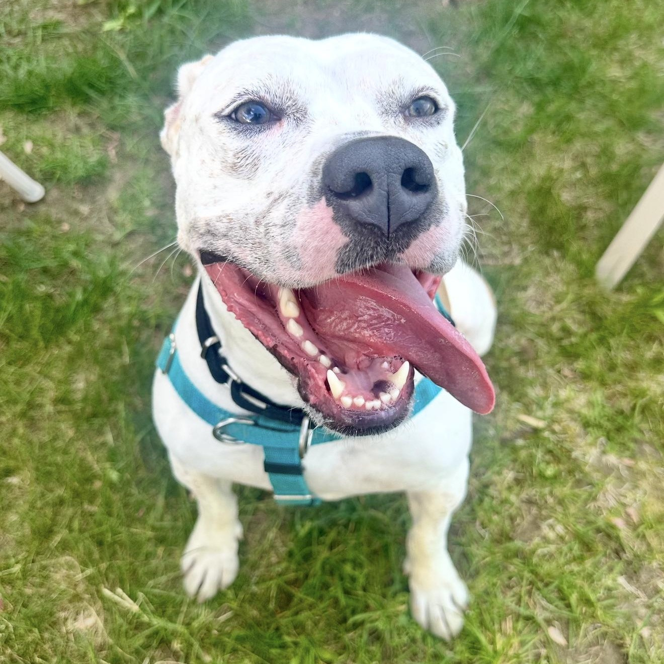 Enlarge Kali, a ADOPTABLE mixed breed in Cumberland, RI image 2/6