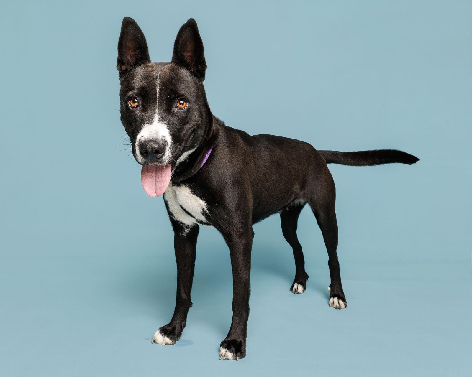 Nashville, Adoptable, Adult Female Mixed Breed.