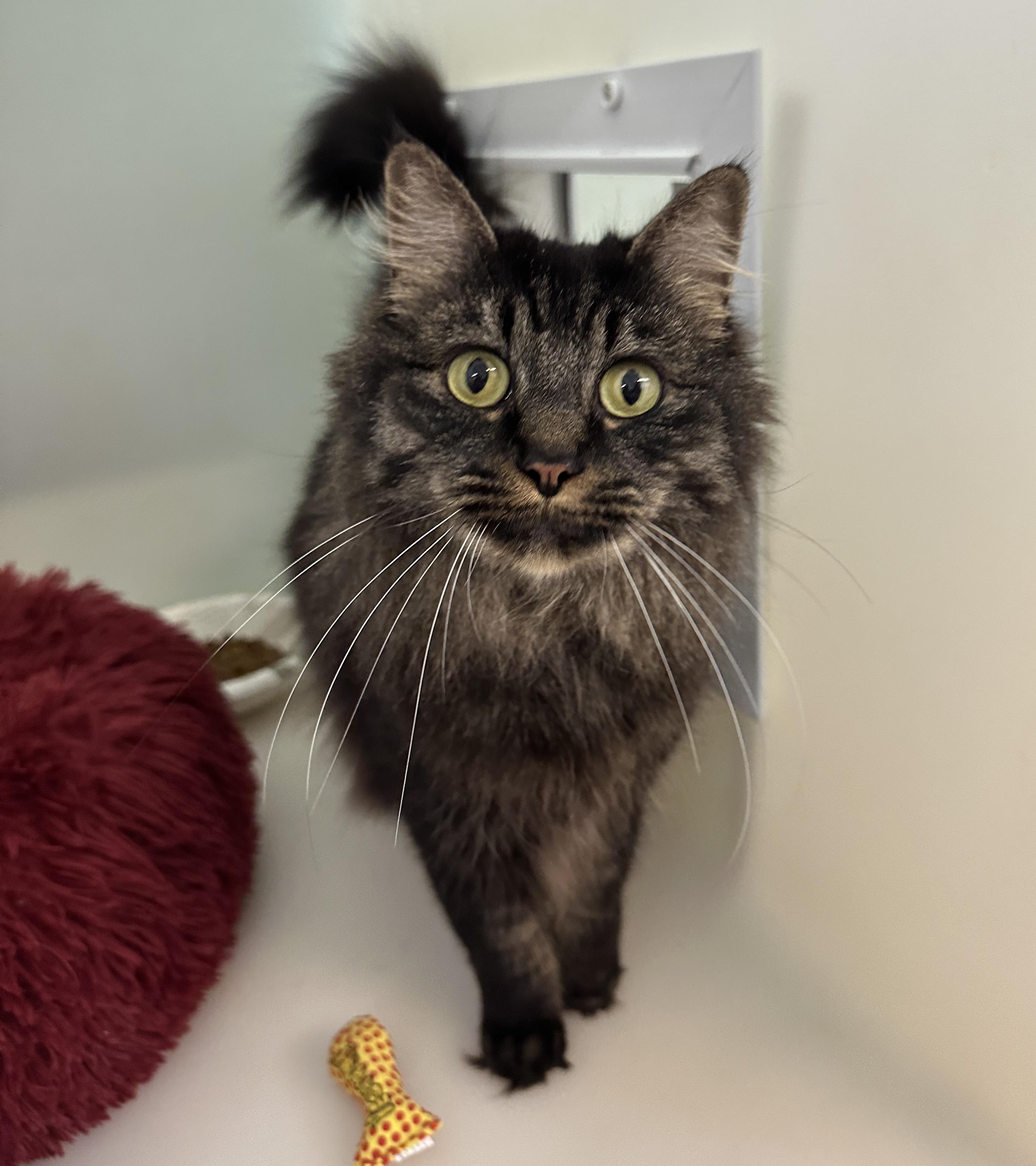Enlarge Hera, a Adoptable mixed breed in Anchorage, AK image 1/5