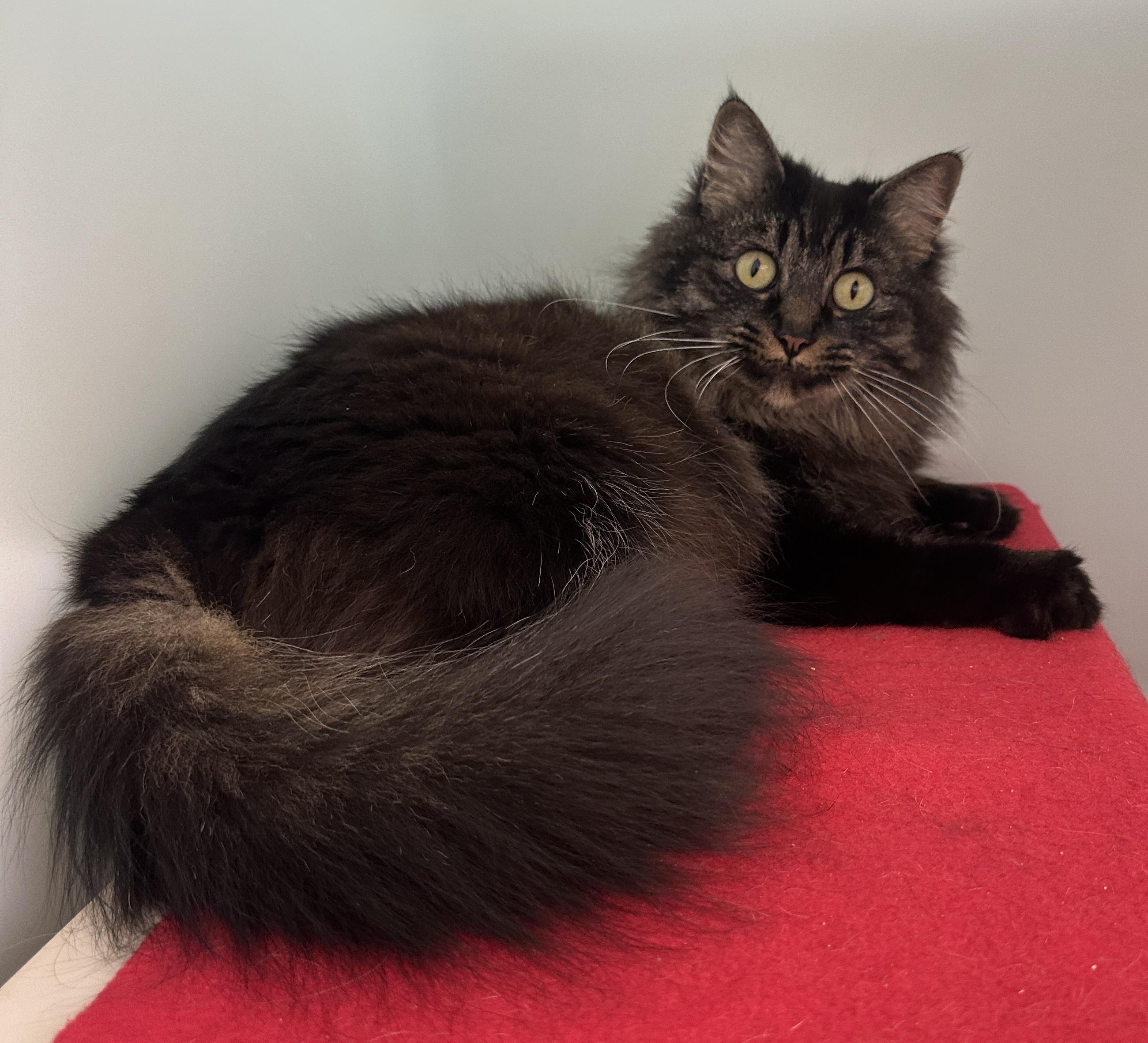 Enlarge Hera, a Adoptable mixed breed in Anchorage, AK image 4/5