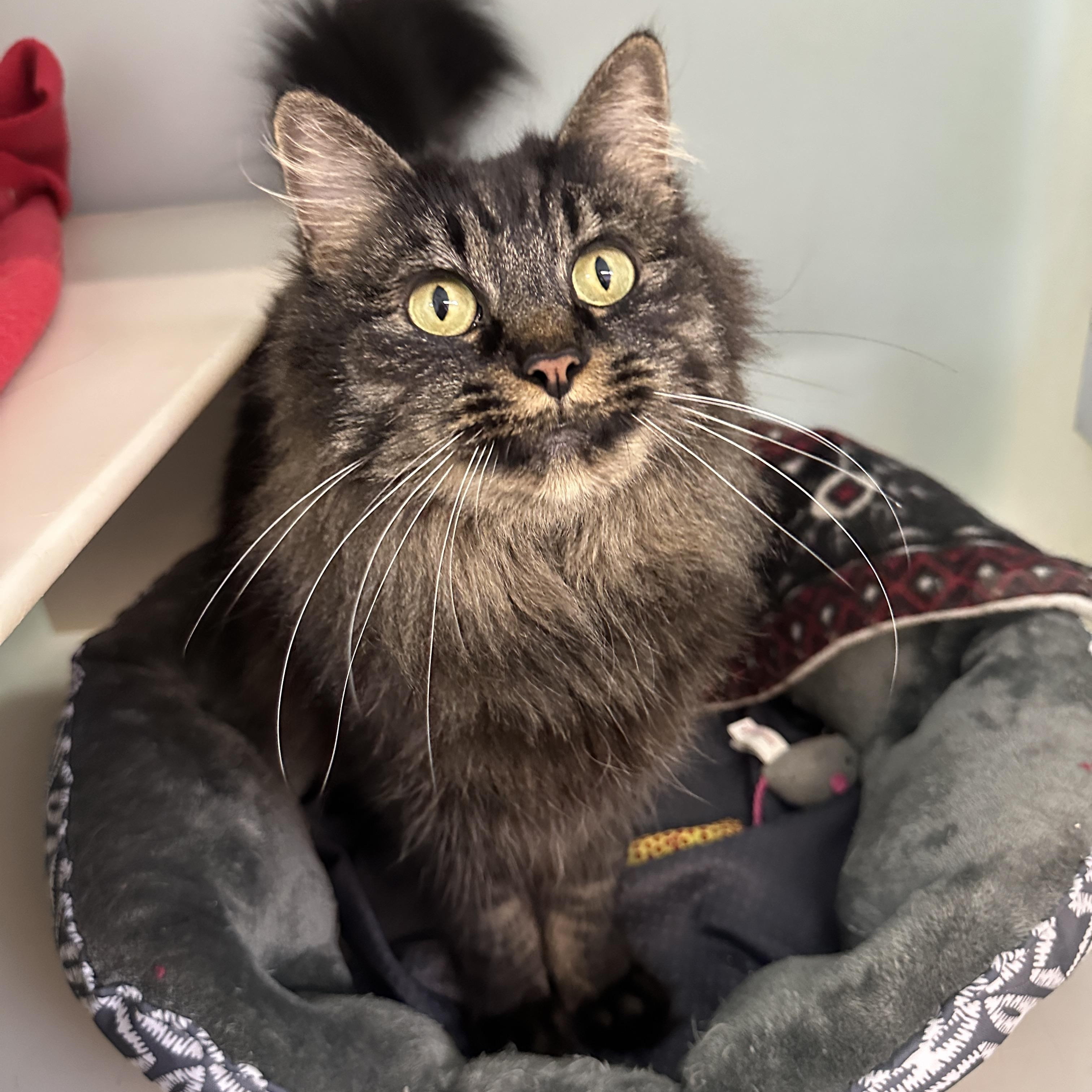 Enlarge Hera, a Adoptable mixed breed in Anchorage, AK image 2/5