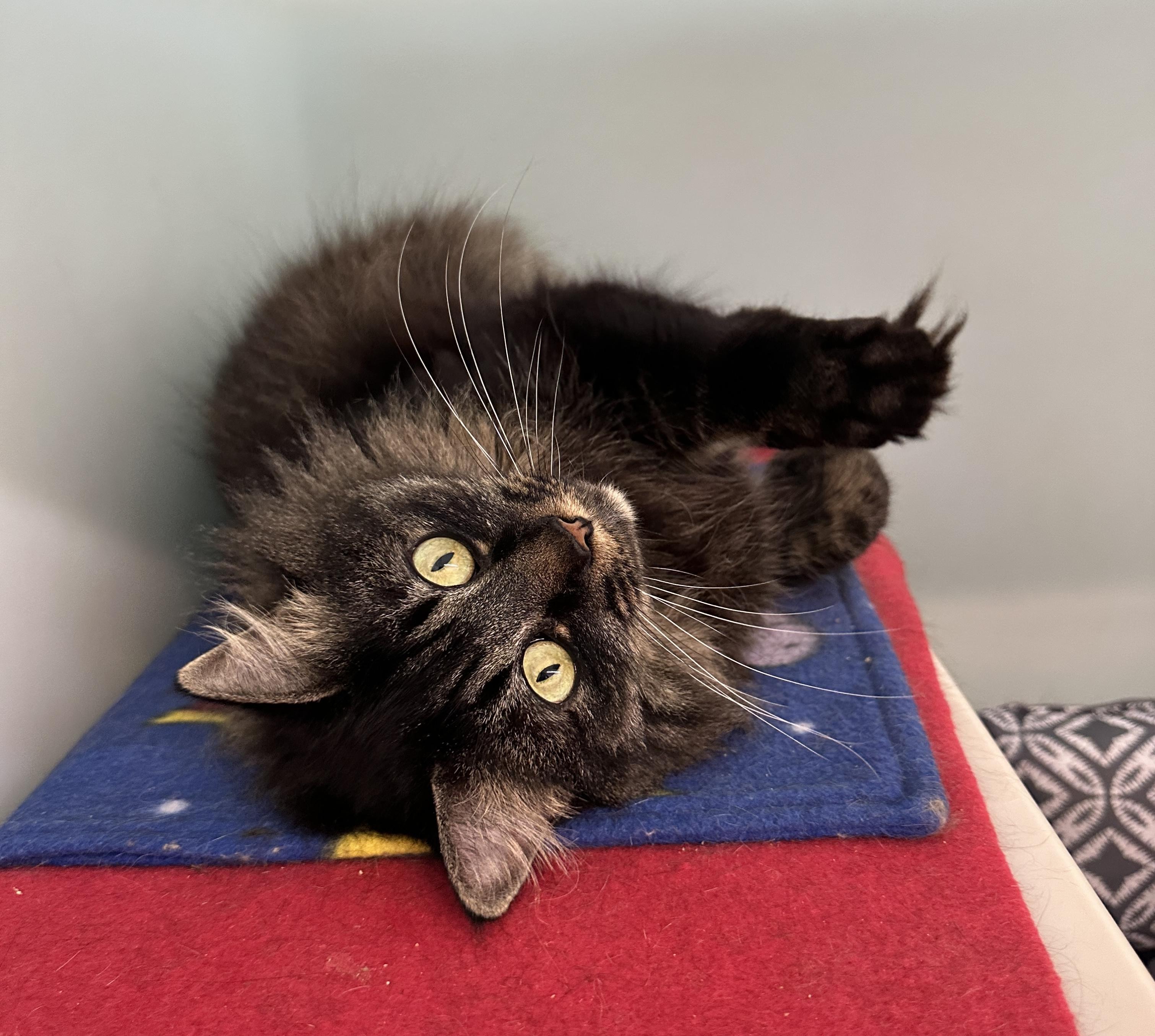 Enlarge Hera, a Adoptable mixed breed in Anchorage, AK image 5/5