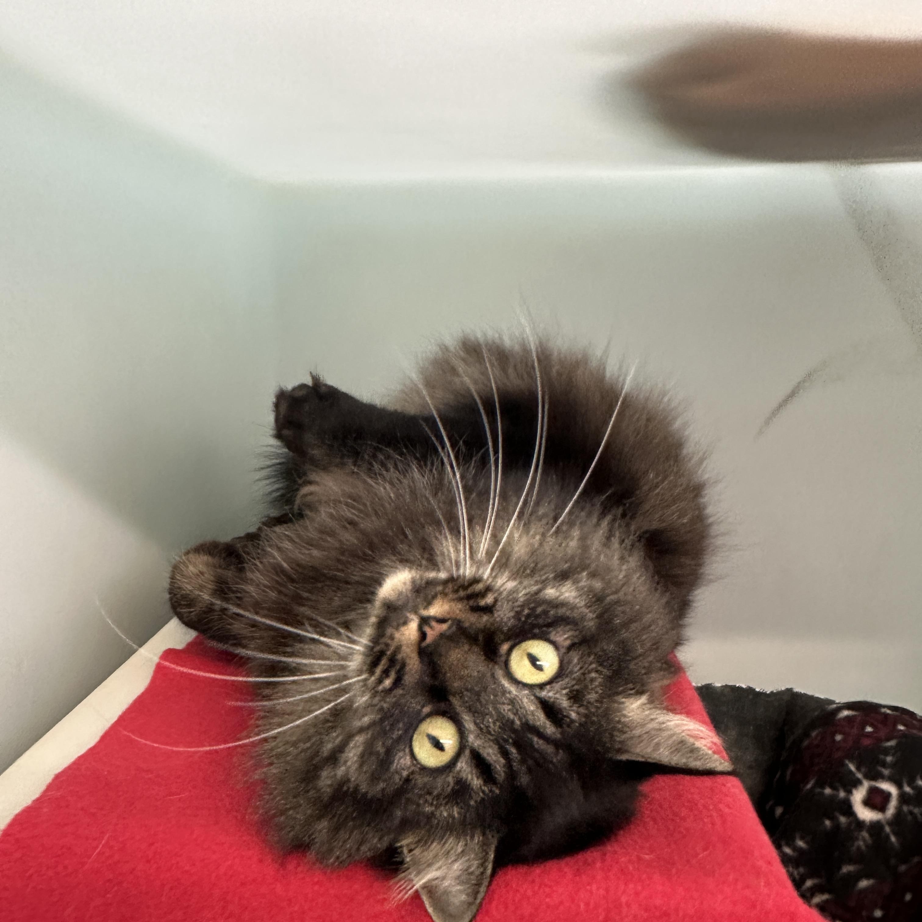 Enlarge Hera, a Adoptable mixed breed in Anchorage, AK image 3/5