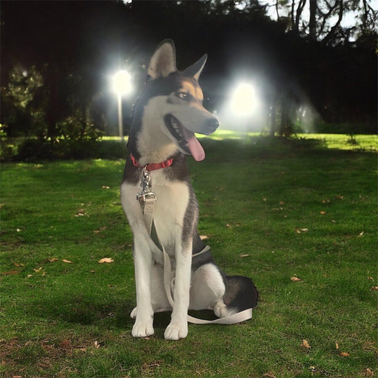 Enlarge The Bandit, an adopted Siberian Husky in Knoxville, TN image 1/1