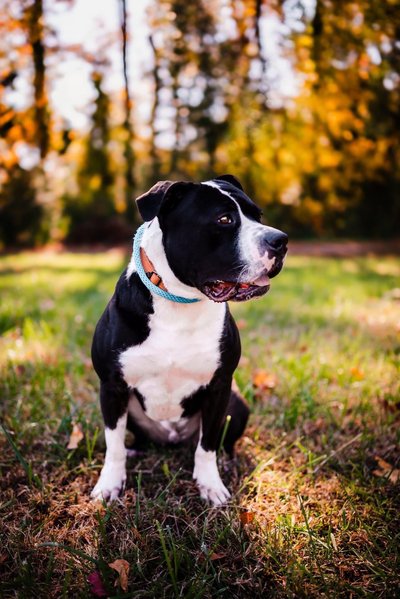 Enlarge Cannon, a Adoptable American Bulldog in Suffolk, VA image 1/3