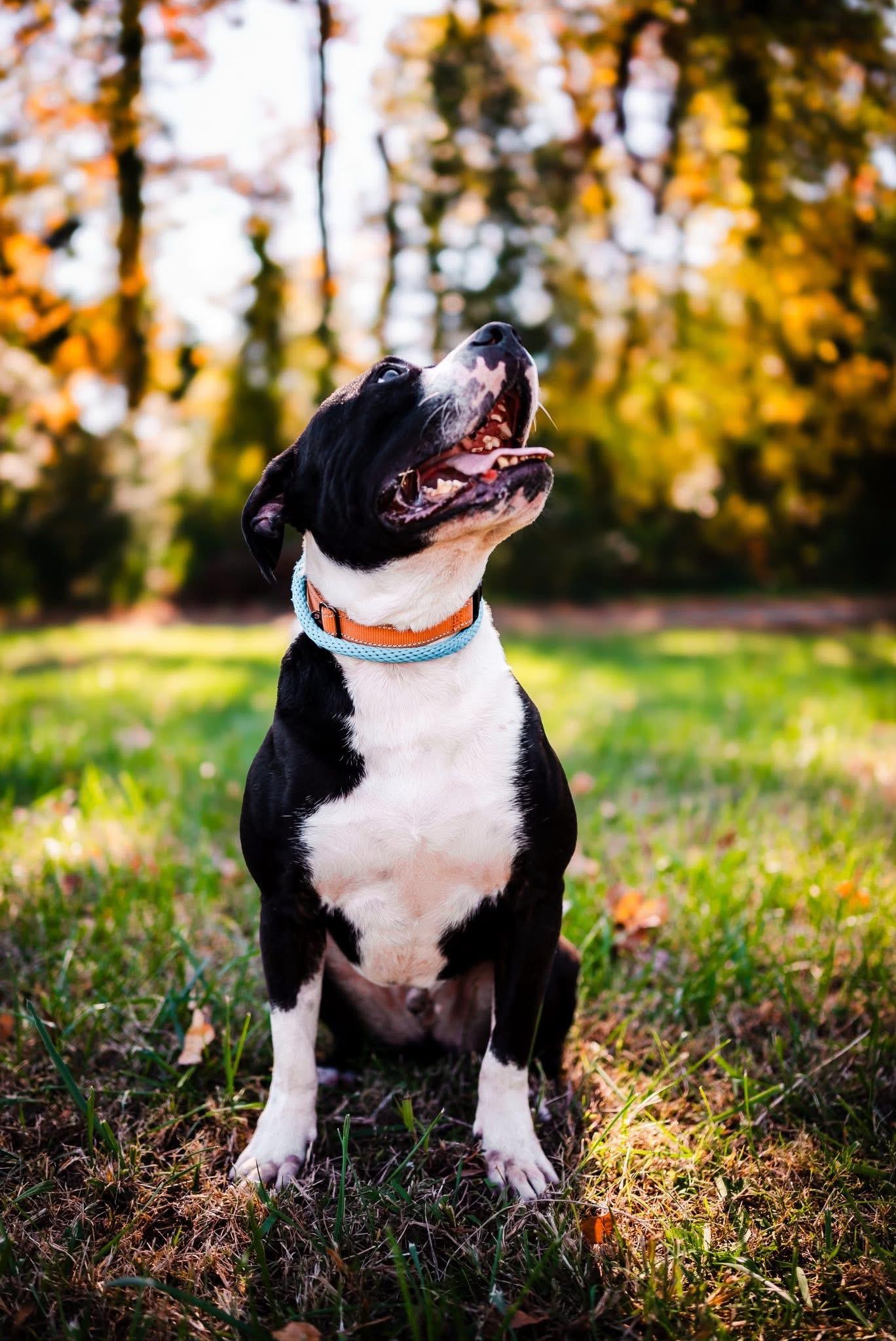 Enlarge Cannon, a Adoptable American Bulldog in Suffolk, VA image 2/3