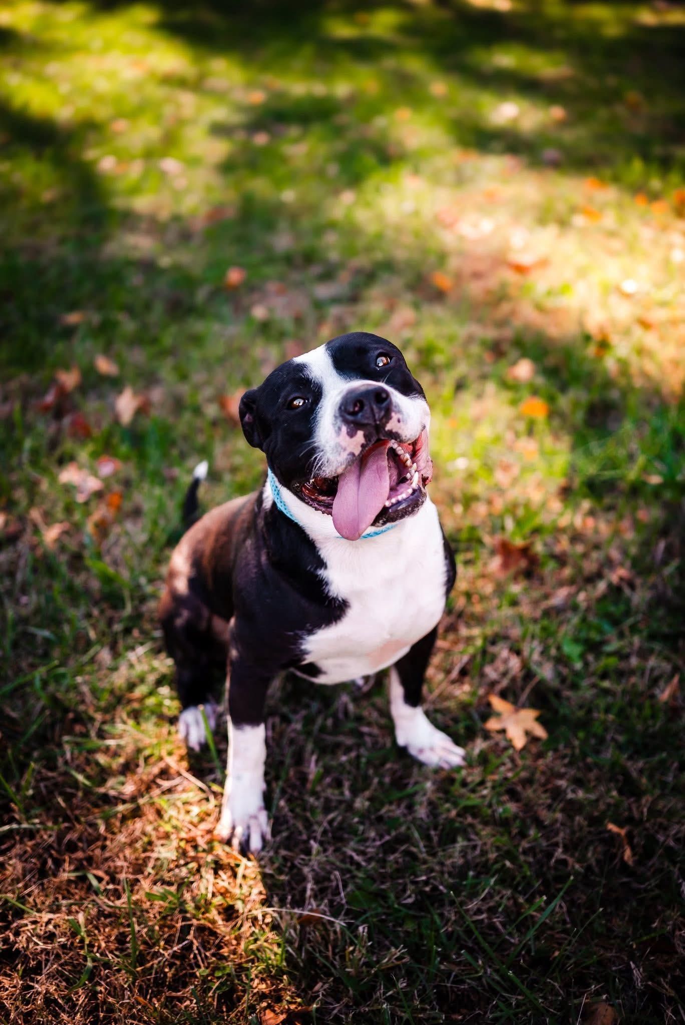 Enlarge Cannon, a Adoptable American Bulldog in Suffolk, VA image 3/3