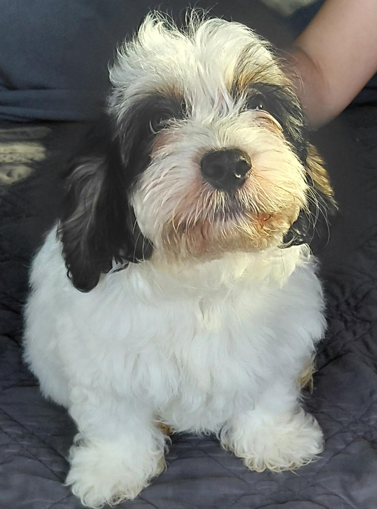 Enlarge Mickey, a ADOPTABLE mixed breed in Oakland, CA image 2/3