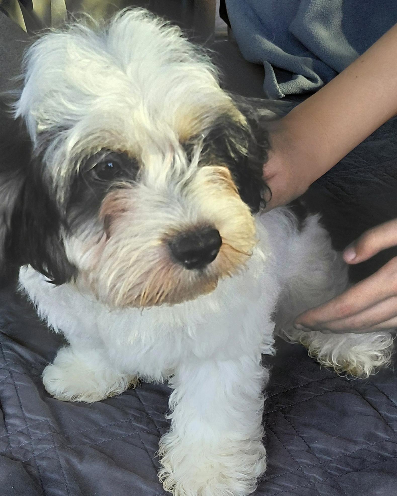 Mickey, ADOPTABLE, Puppy Male Cavapoo.