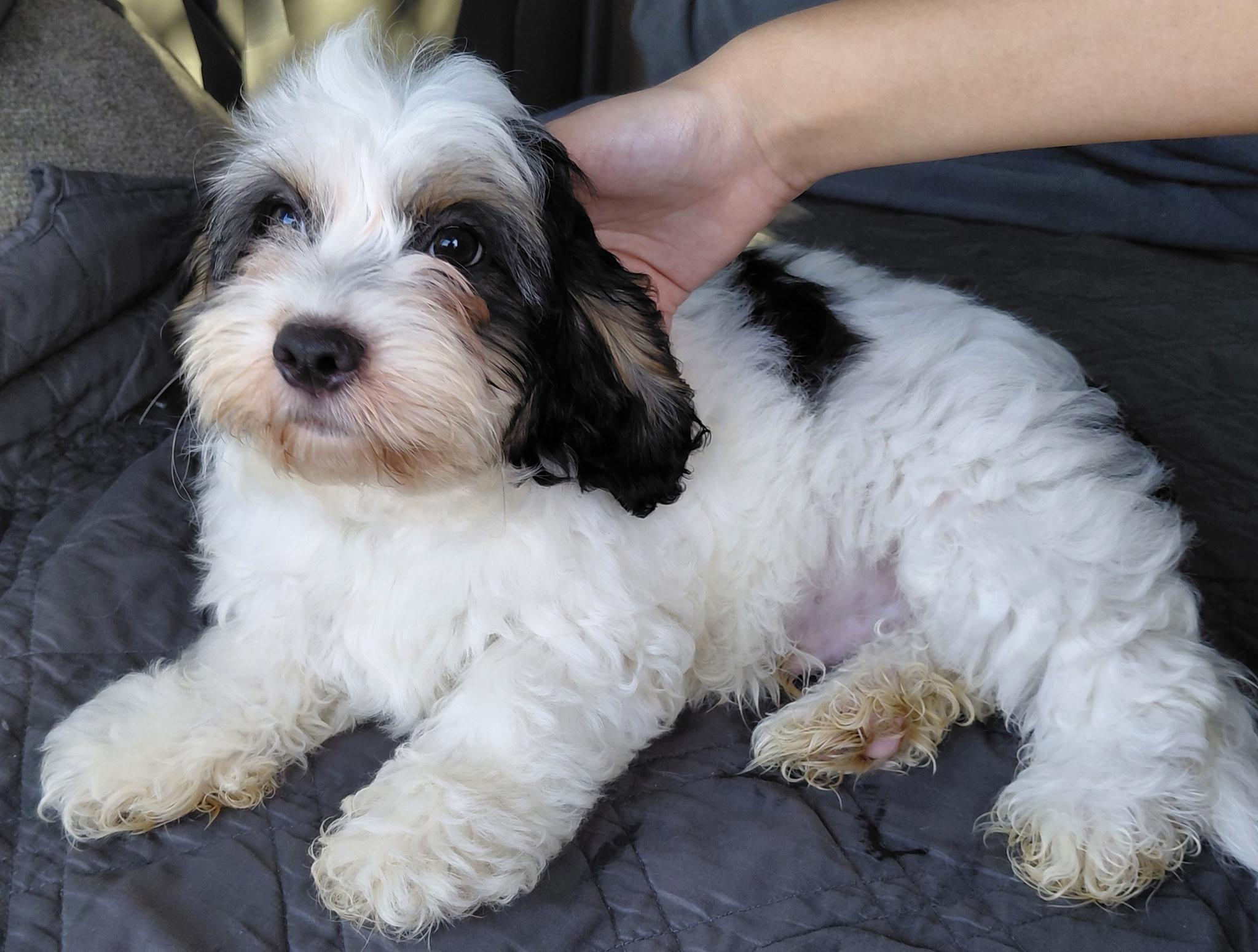 Enlarge Mickey, a ADOPTABLE mixed breed in Oakland, CA image 3/3