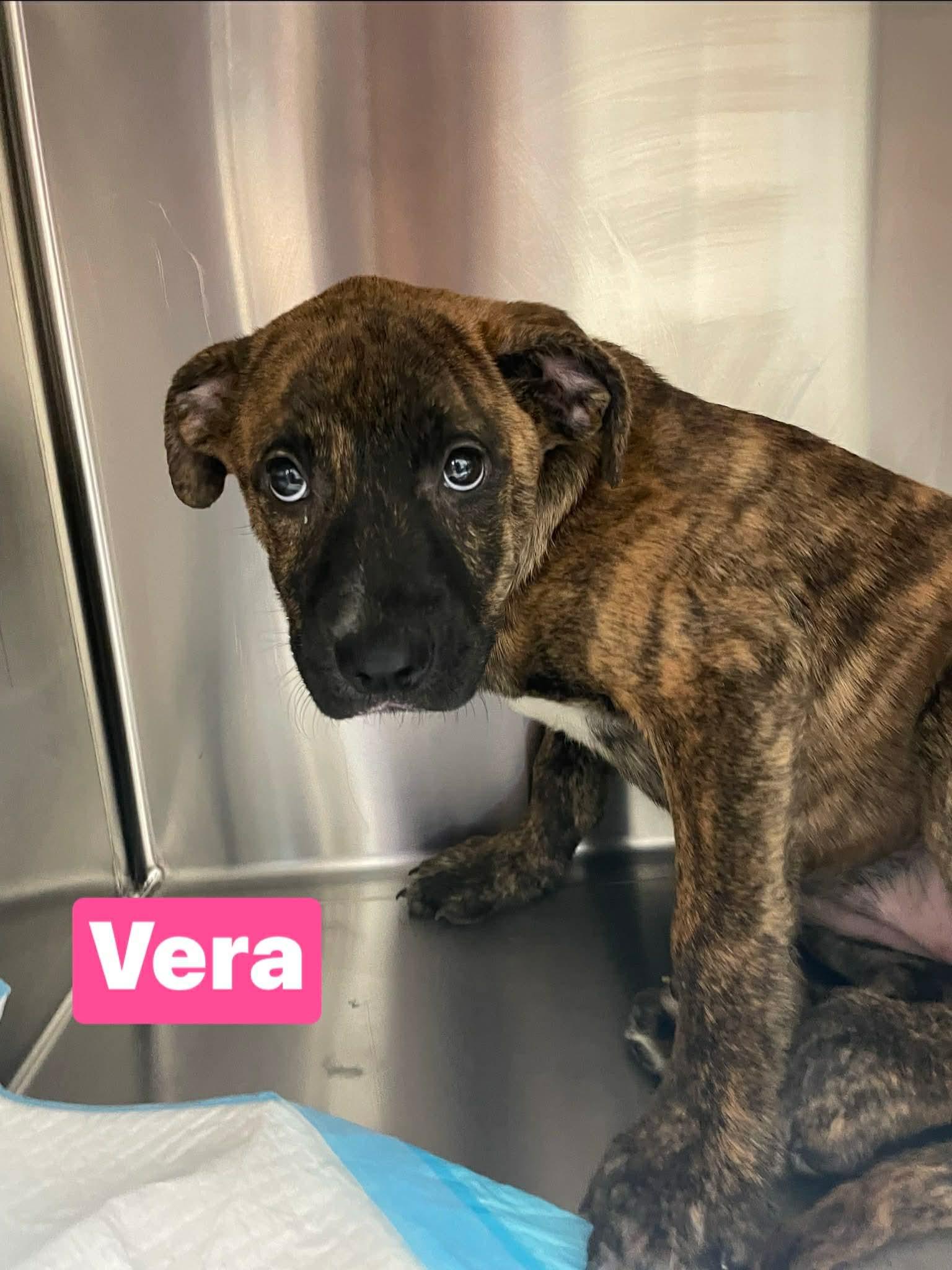 Enlarge Vera, a ADOPTABLE mixed breed in Totowa, NJ image 1/1
