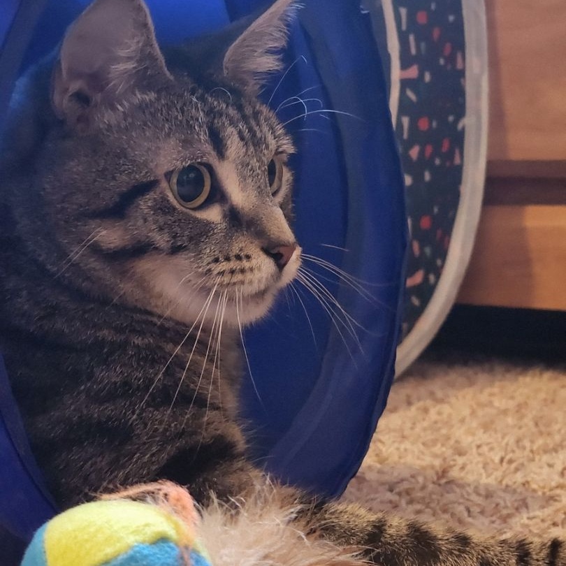 Enlarge Ivy, a Adoptable Domestic Short Hair in CANONSBURG, PA image 12/13