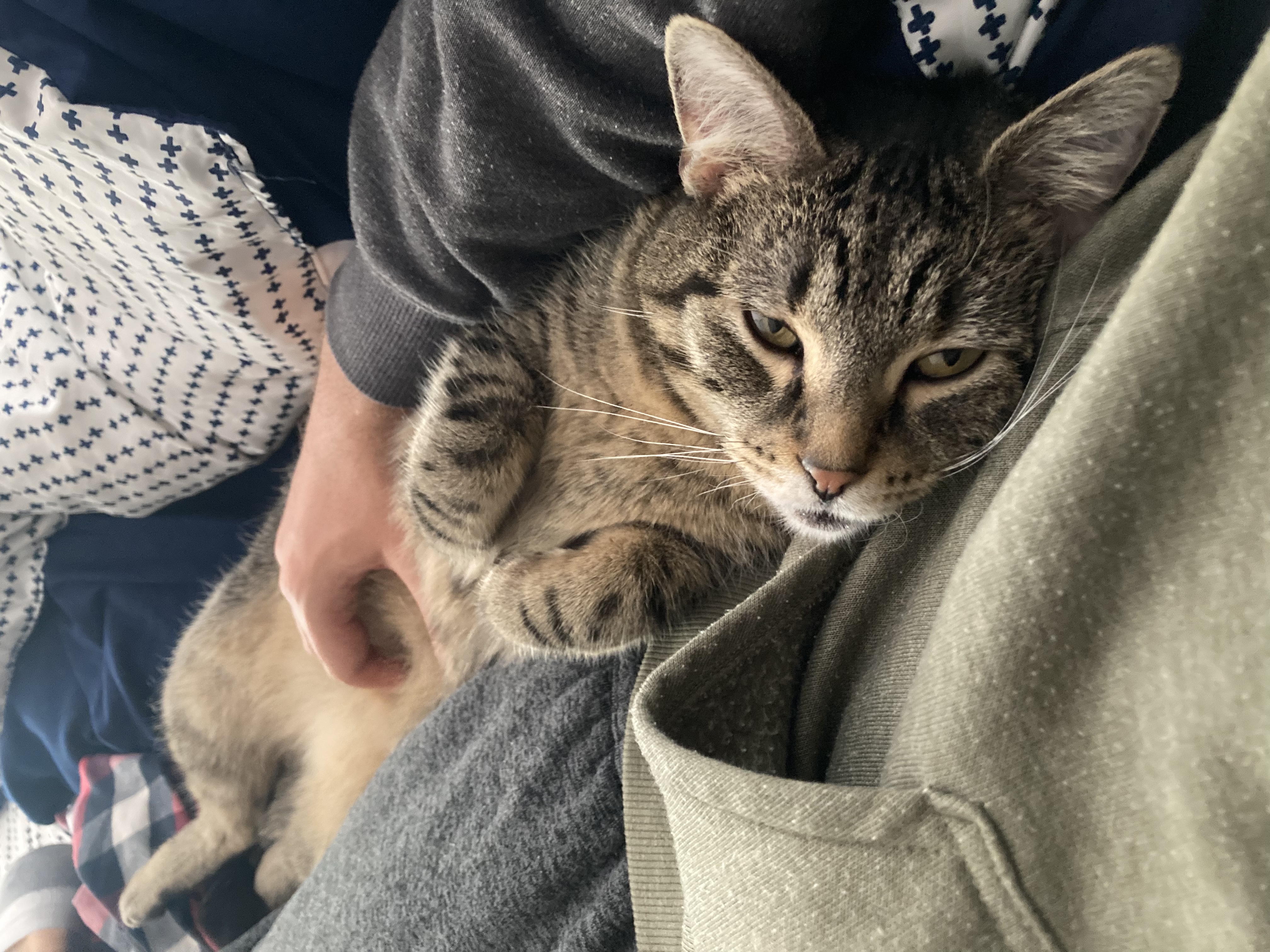 Enlarge Ivy, a Adoptable Domestic Short Hair in CANONSBURG, PA image 10/13