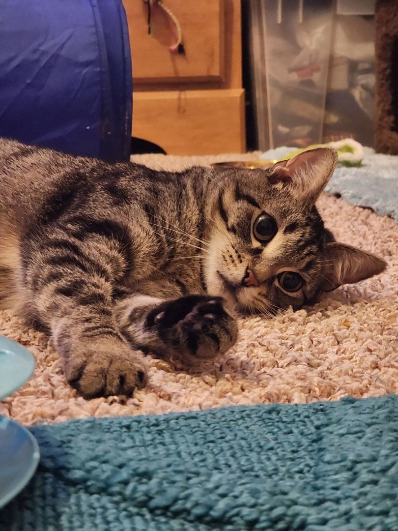 Enlarge Ivy, a Adoptable Domestic Short Hair in CANONSBURG, PA image 13/13