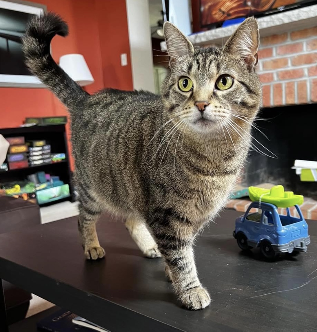 Ivy, a Adoptable Domestic Short Hair in CANONSBURG, PA image 1/13