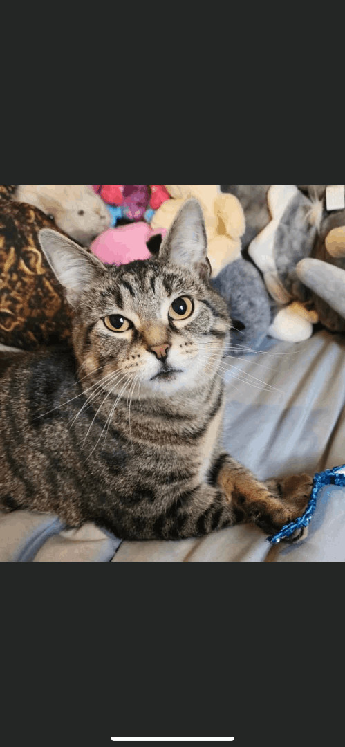 Enlarge Ivy, a Adoptable Domestic Short Hair in CANONSBURG, PA image 11/13