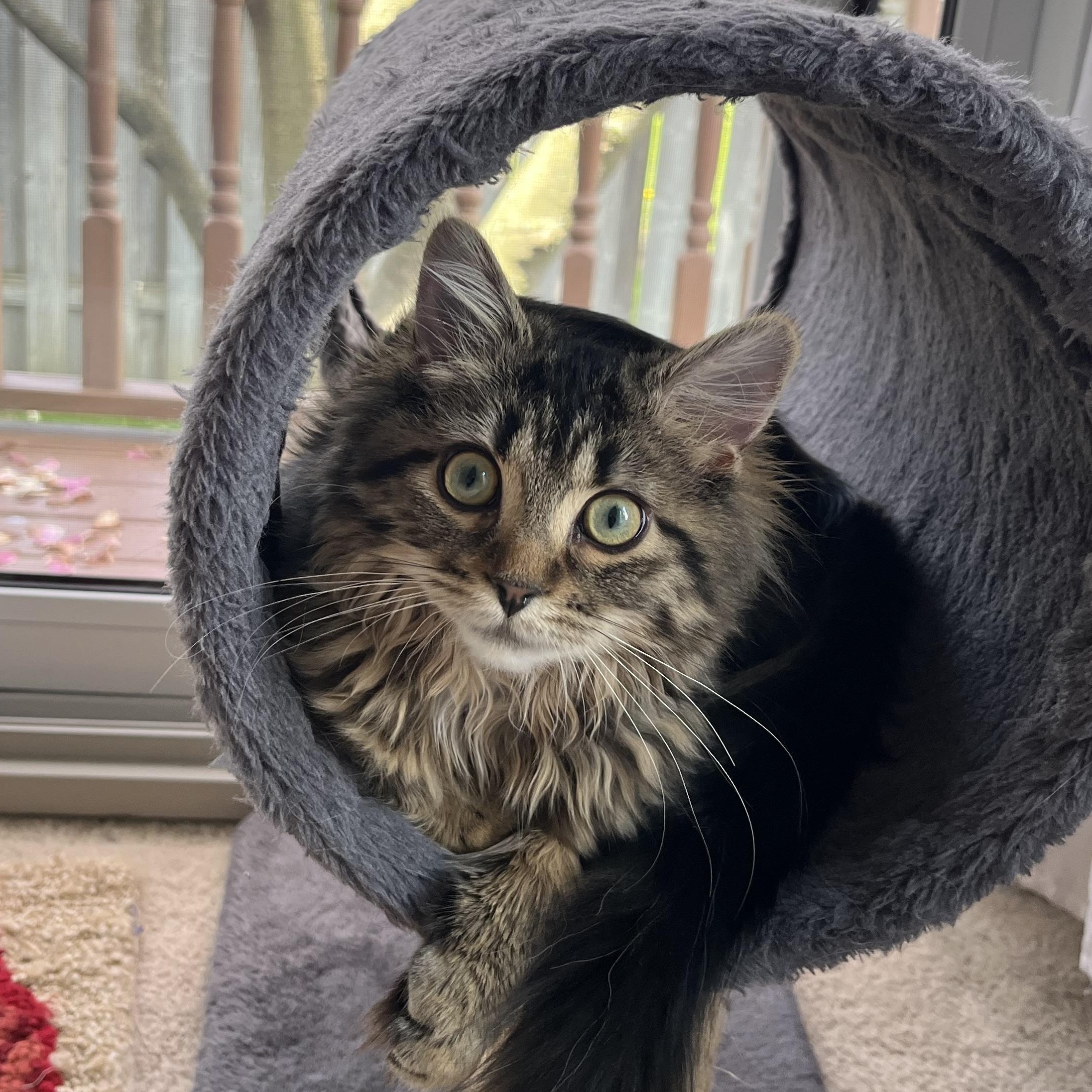 Flower, an adopted Domestic Medium Hair in Mississauga, ON image 1/6