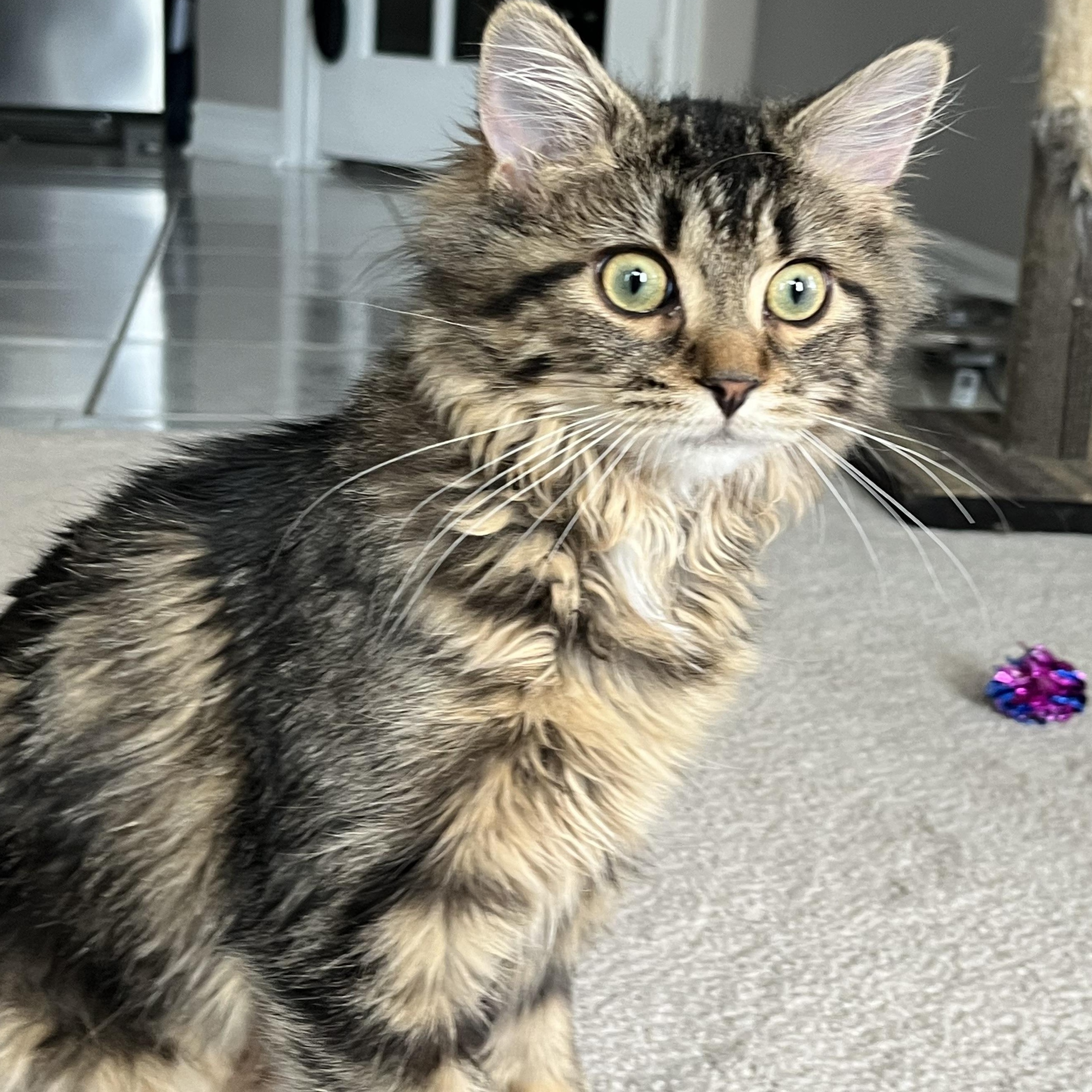Flower, an adopted Domestic Medium Hair in Mississauga, ON image 5/6