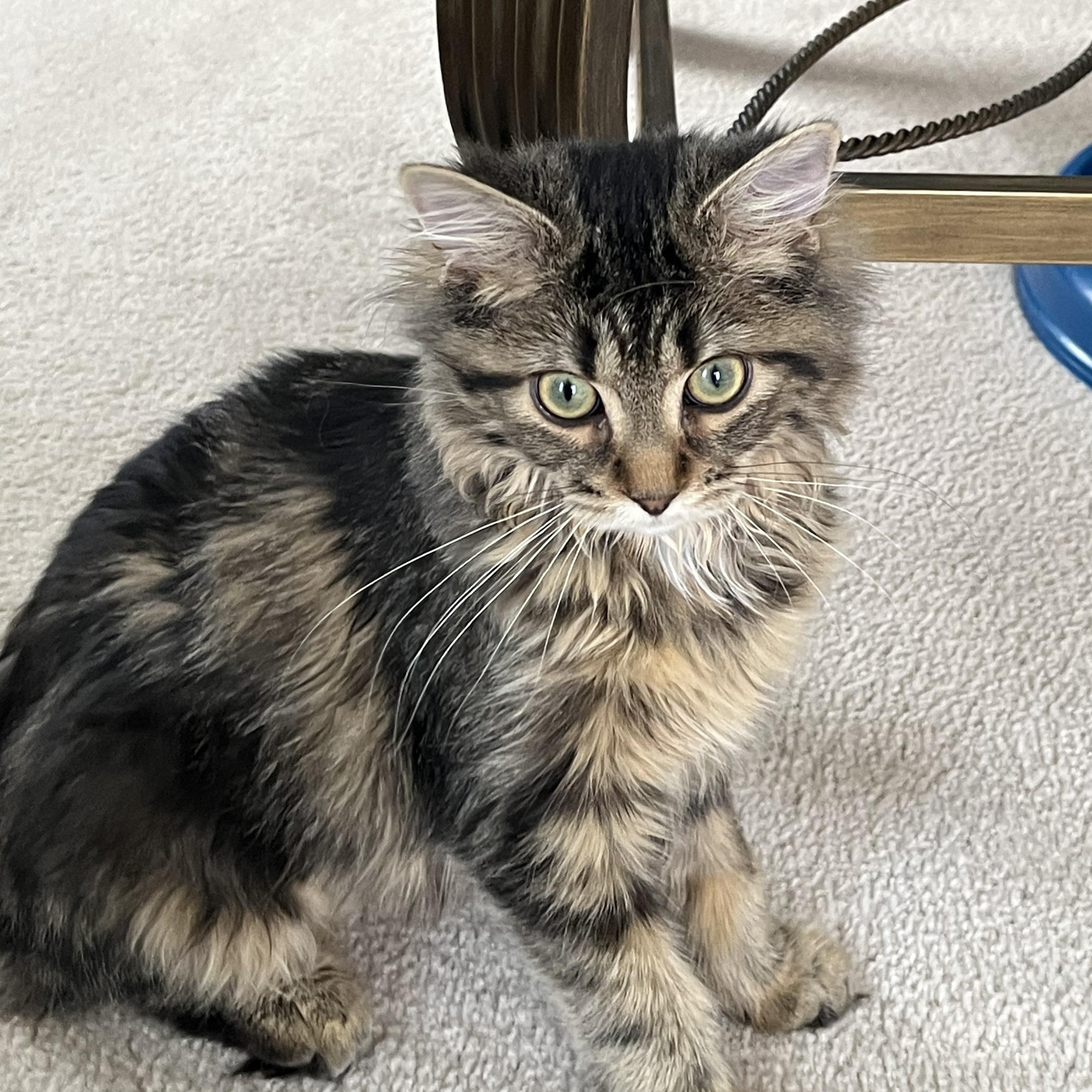 Flower, an adopted Domestic Medium Hair in Mississauga, ON image 2/6