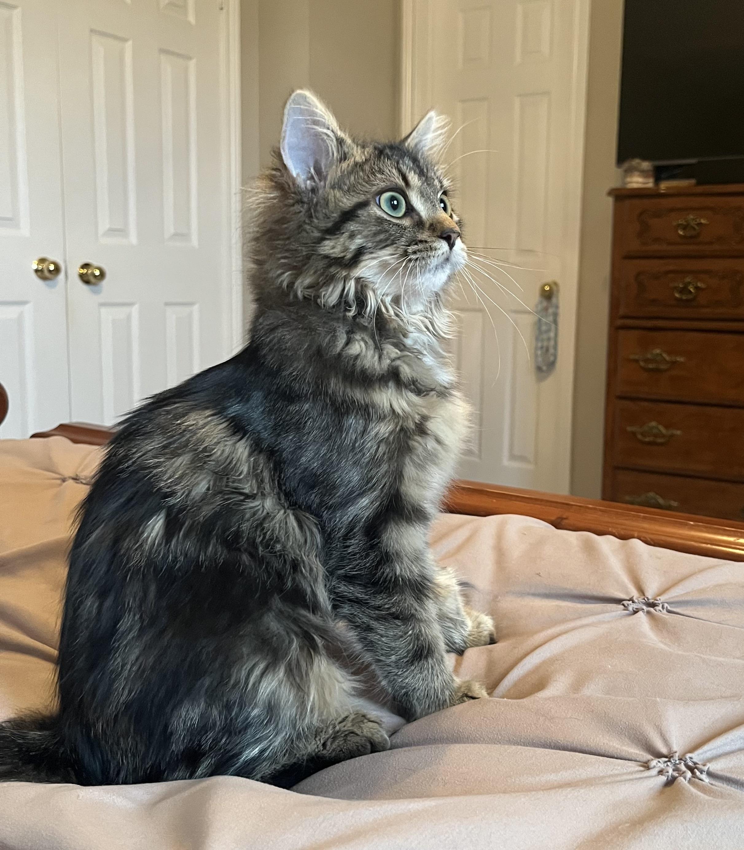 Flower, an adopted Domestic Medium Hair in Mississauga, ON image 6/6