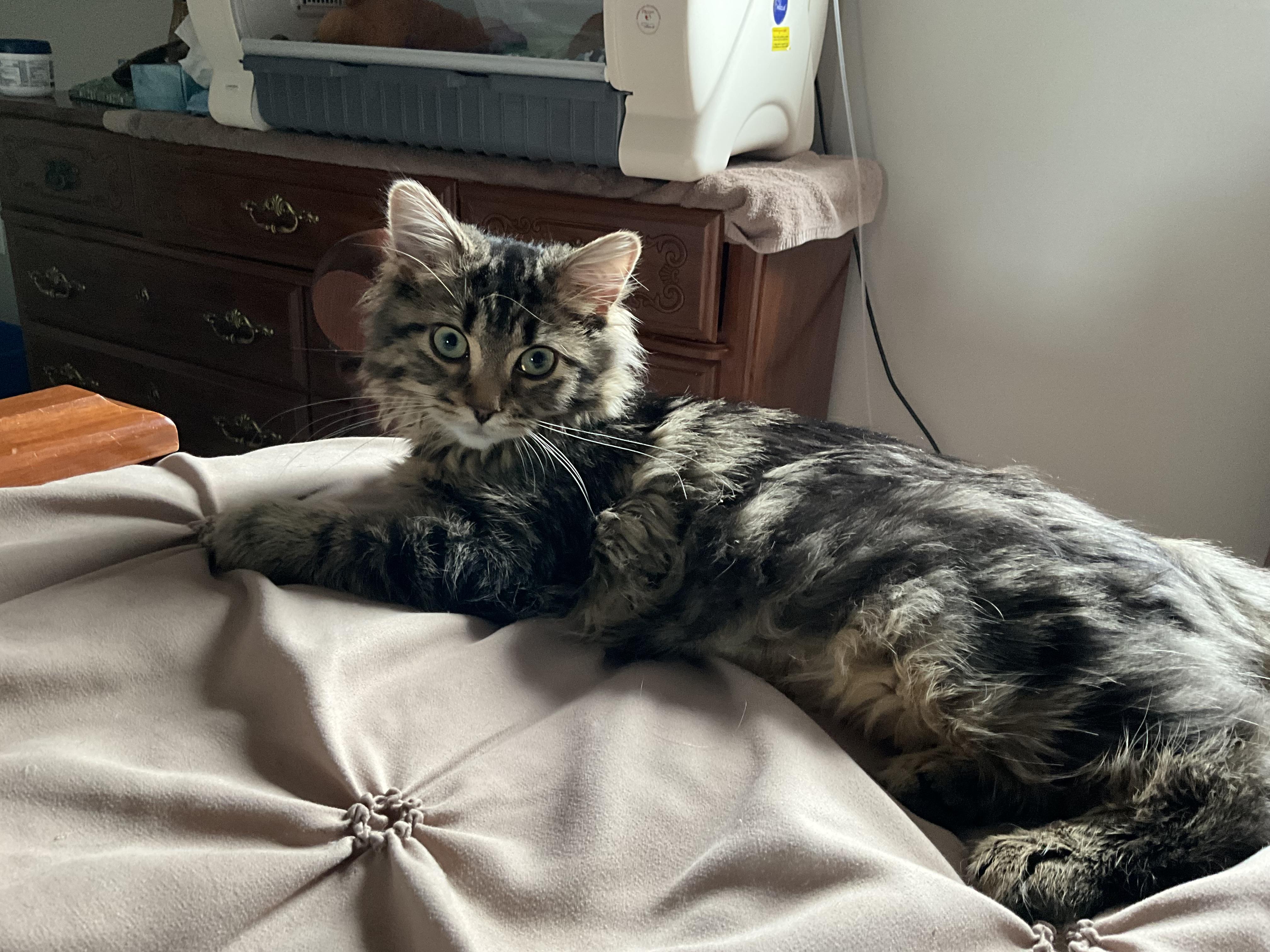 Flower, an adopted Domestic Medium Hair in Mississauga, ON image 3/6