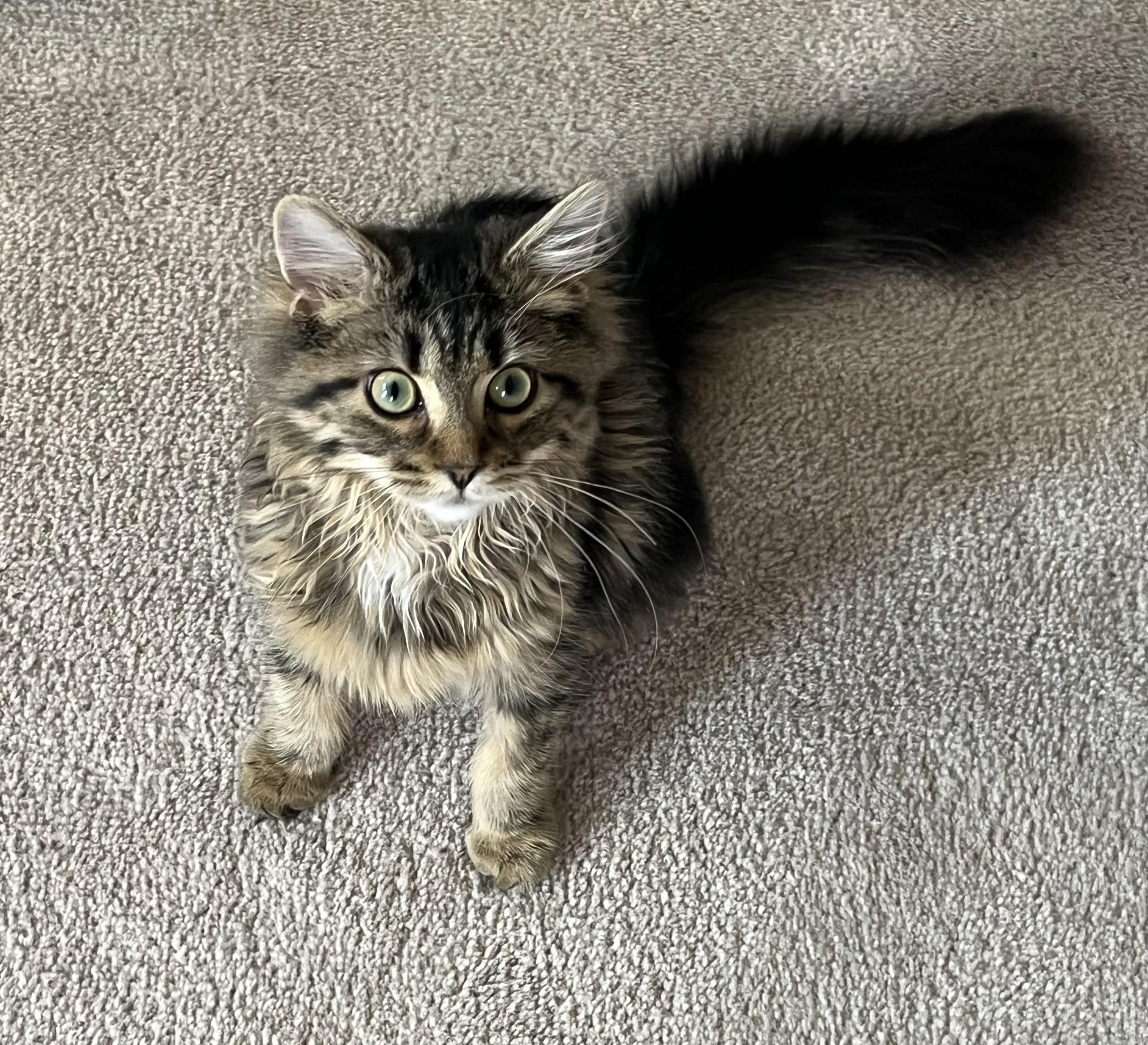 Flower, an adopted Domestic Medium Hair in Mississauga, ON image 4/6
