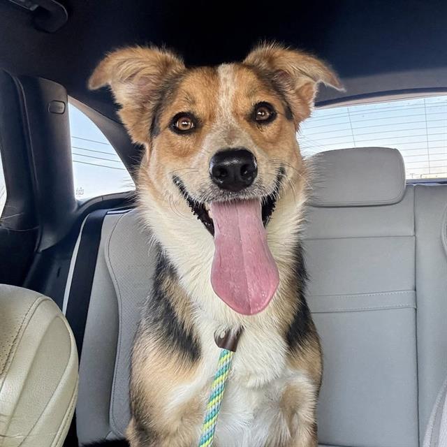 C.D., Adoptable, Young Male Australian Shepherd & Mixed Breed.