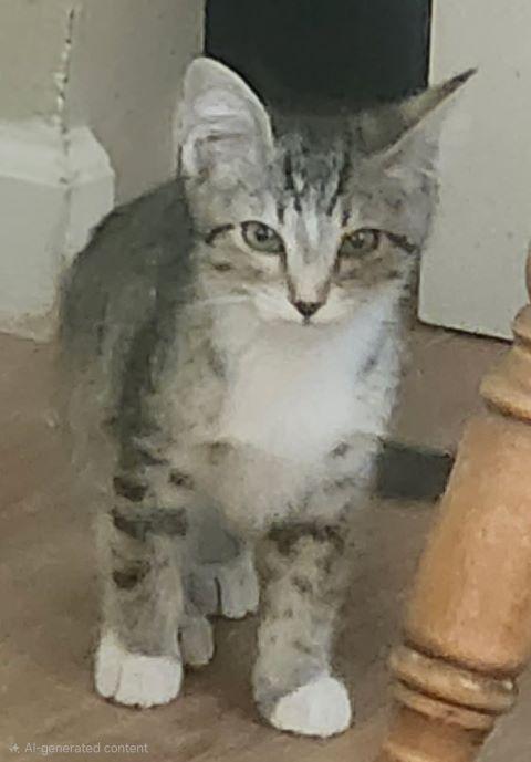 Enlarge Zephyr, a ADOPTABLE mixed breed in Fernley, NV image 2/2