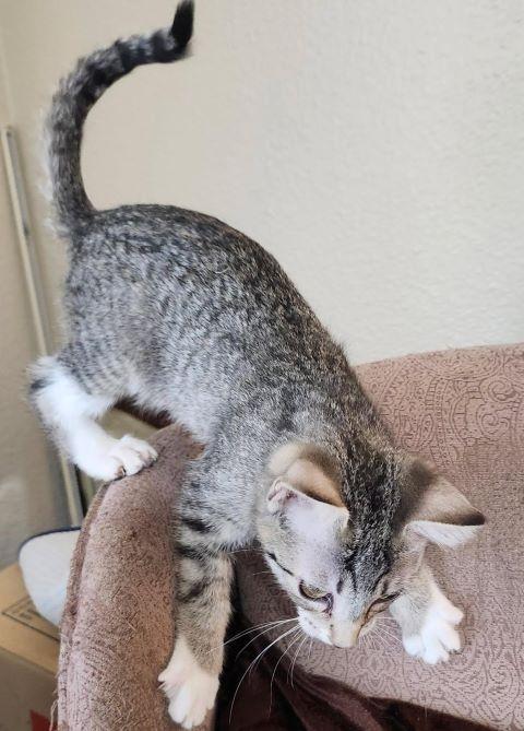 Enlarge Zephyr, a ADOPTABLE mixed breed in Fernley, NV image 1/2