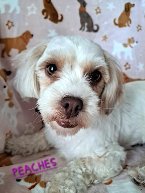 Peaches , ADOPTABLE, Adult Female Shih poo.