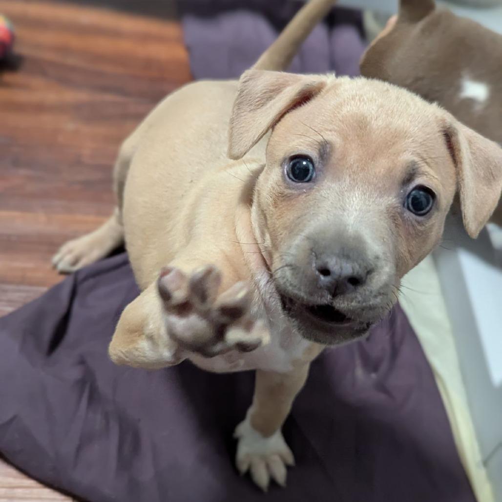 Enlarge Monstera, a Adoptable mixed breed in Ocala, FL image 4/5