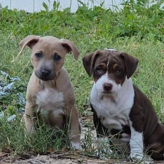 Enlarge Monstera, a Adoptable mixed breed in Ocala, FL image 3/5